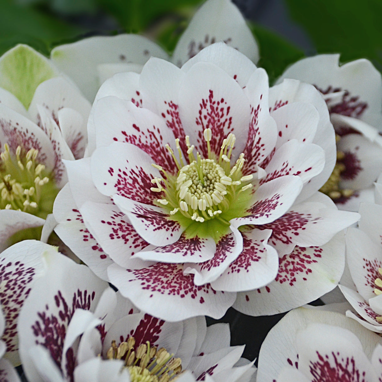 Helleborus 'Confetti Cake'