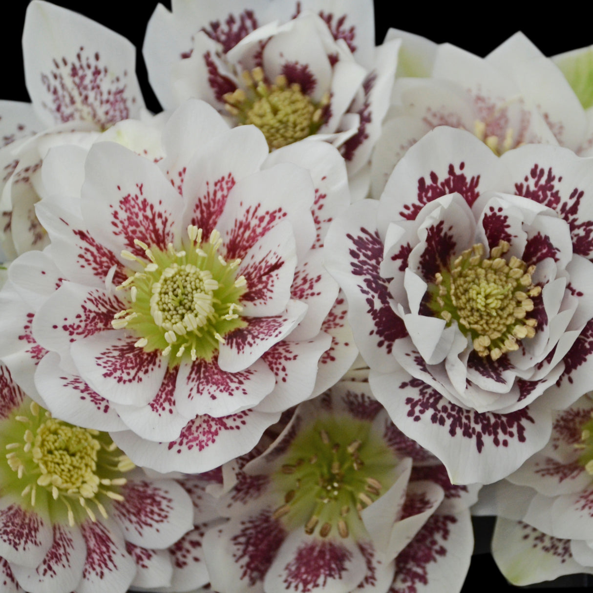 Helleborus 'Confetti Cake'