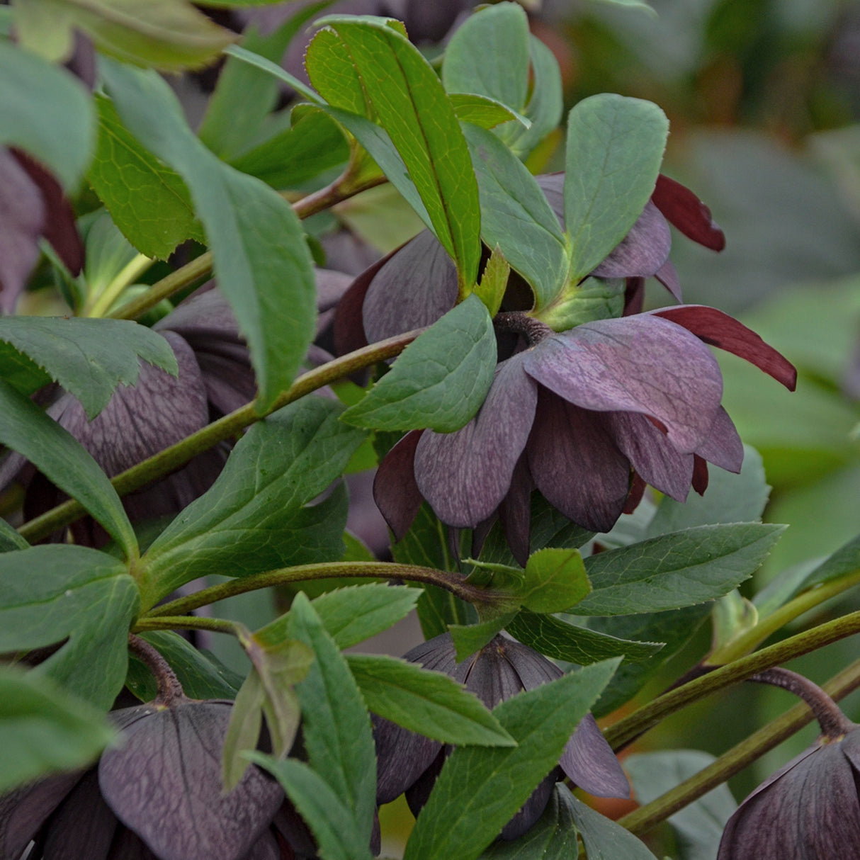 Helleborus 'Dashing Groomsmen'