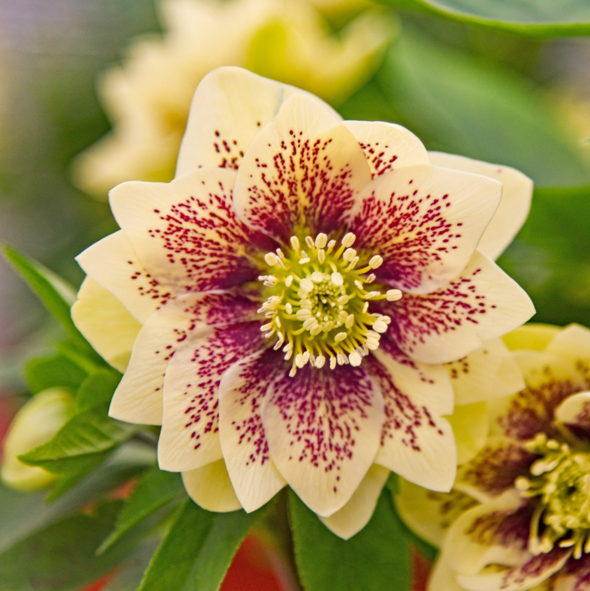 Helleborus 'Father of the Bride'