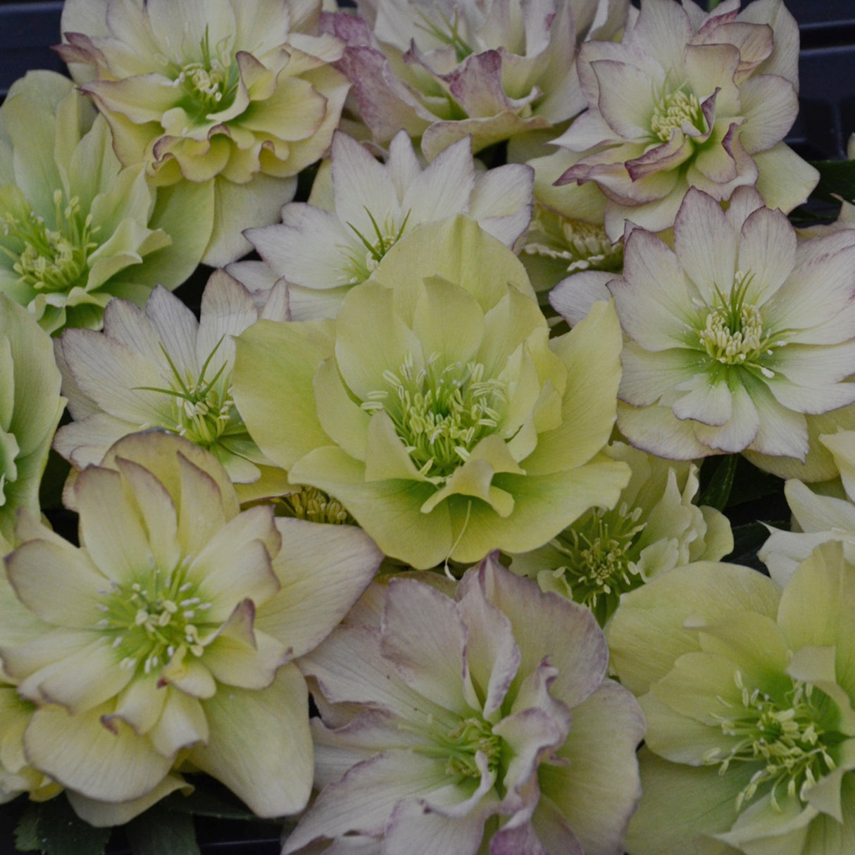 Helleborus 'First Dance'