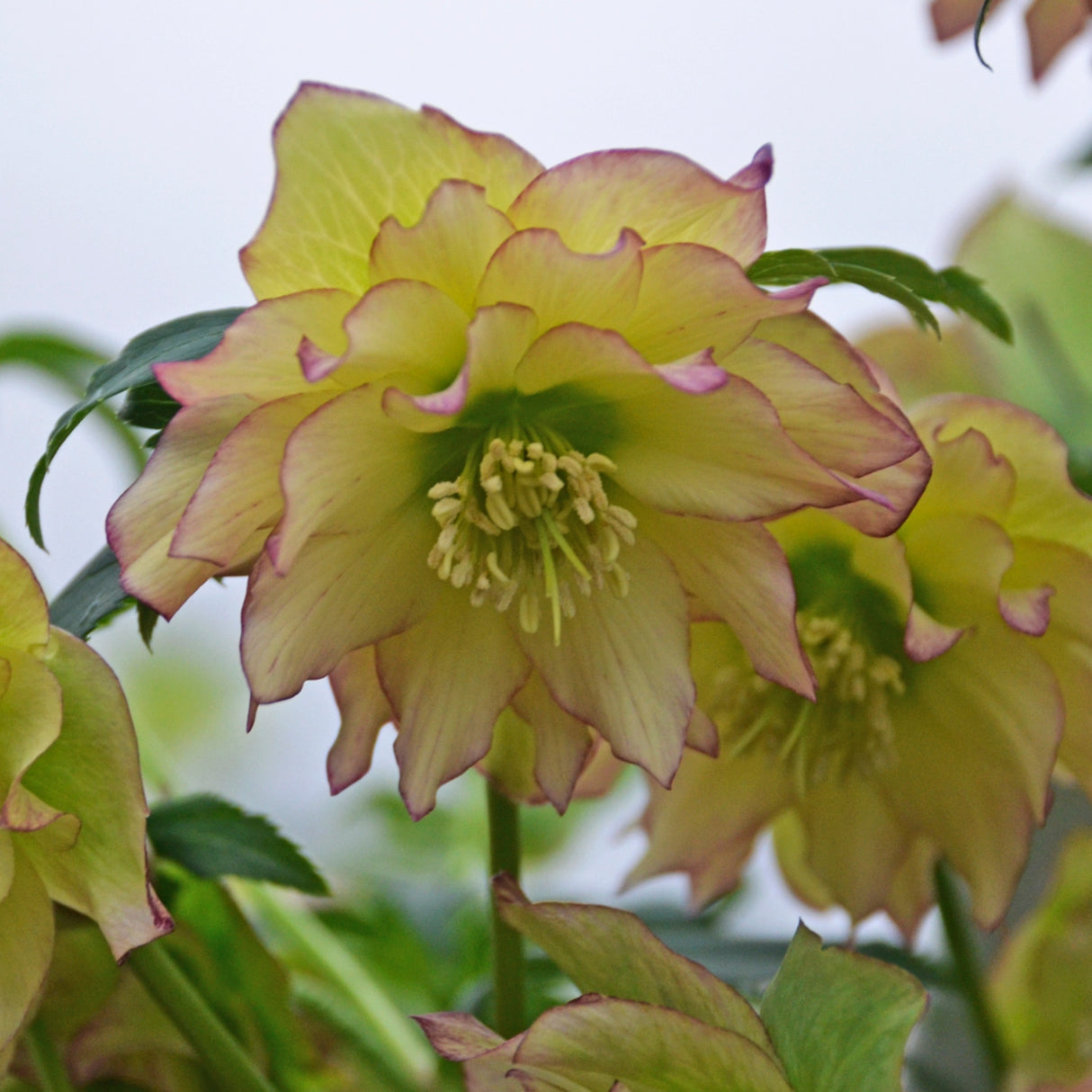 Helleborus 'First Dance'