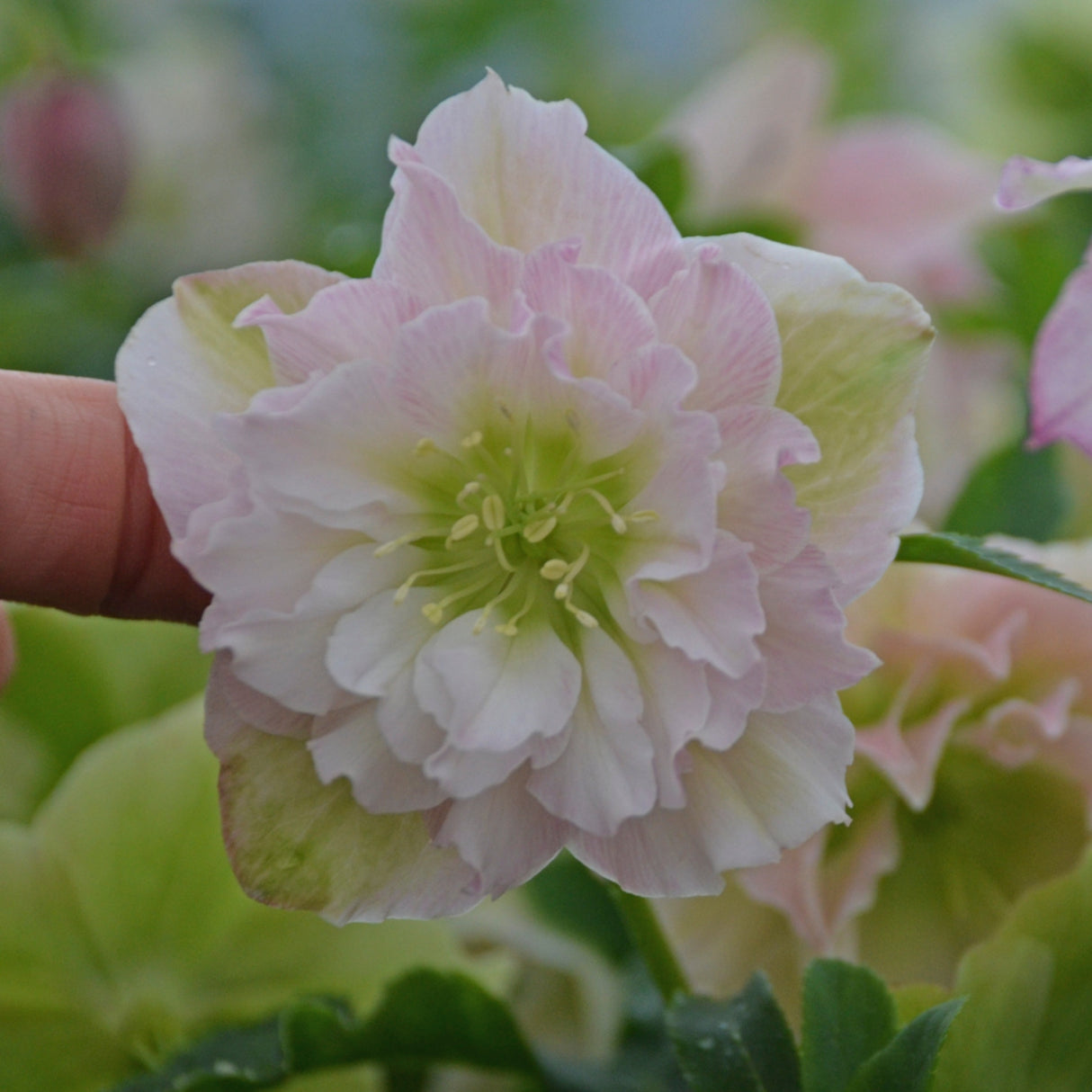 Helleborus 'Flower Girl'