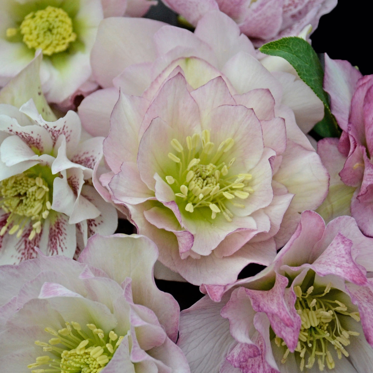 Helleborus 'Flower Girl'