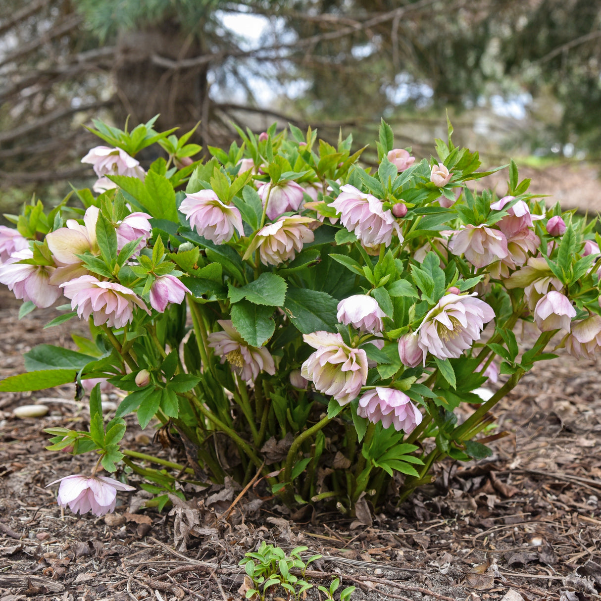 Helleborus 'Flower Girl'