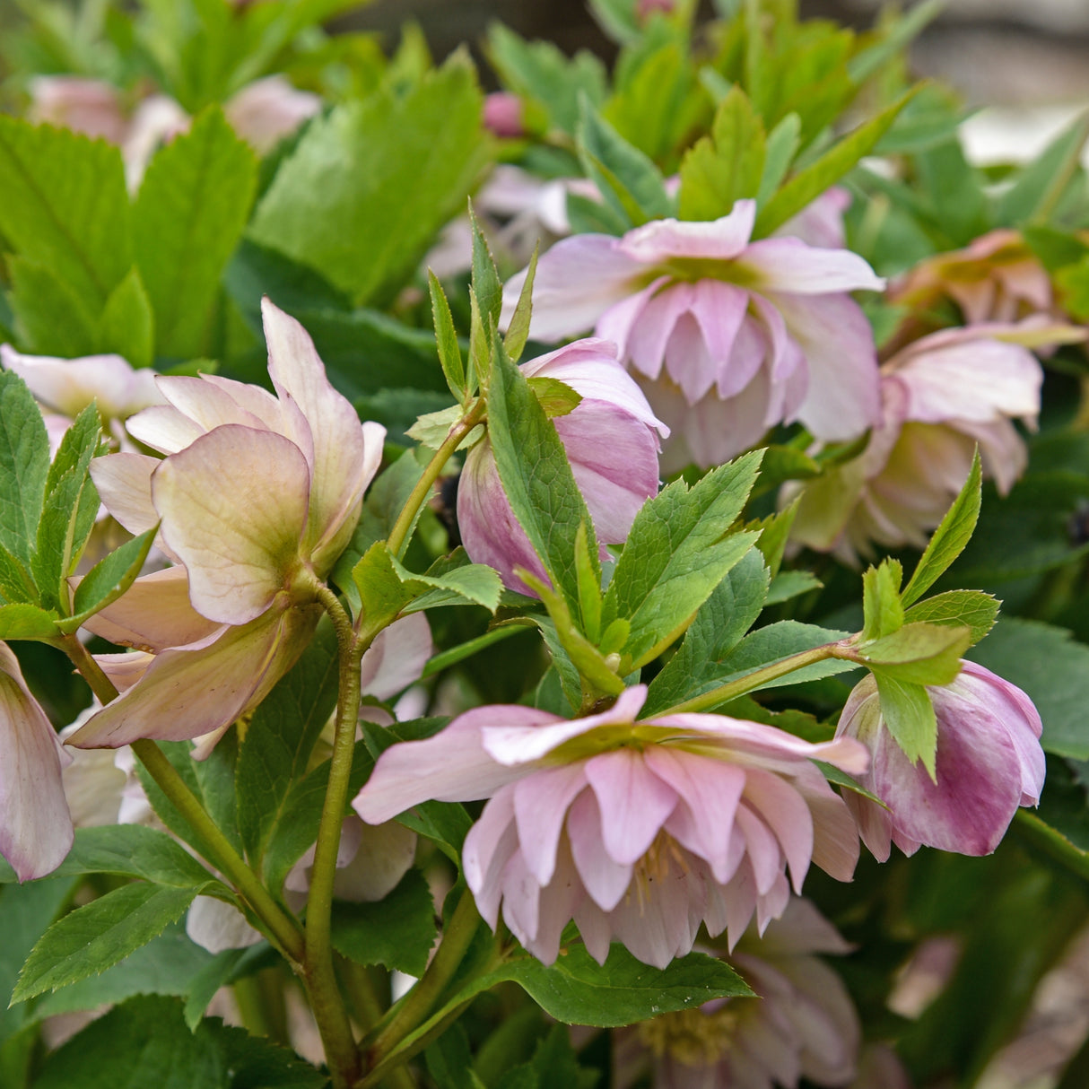 Helleborus 'Flower Girl'
