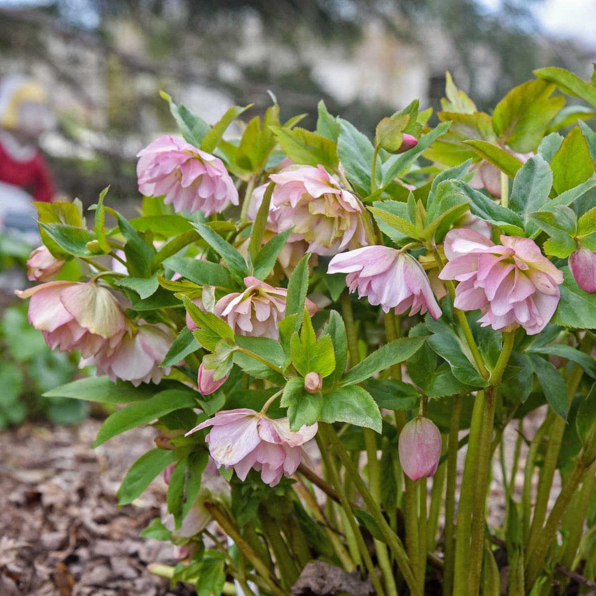 Helleborus 'Flower Girl'