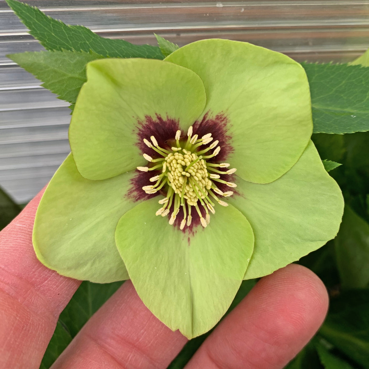 Helleborus 'Irish Luck'
