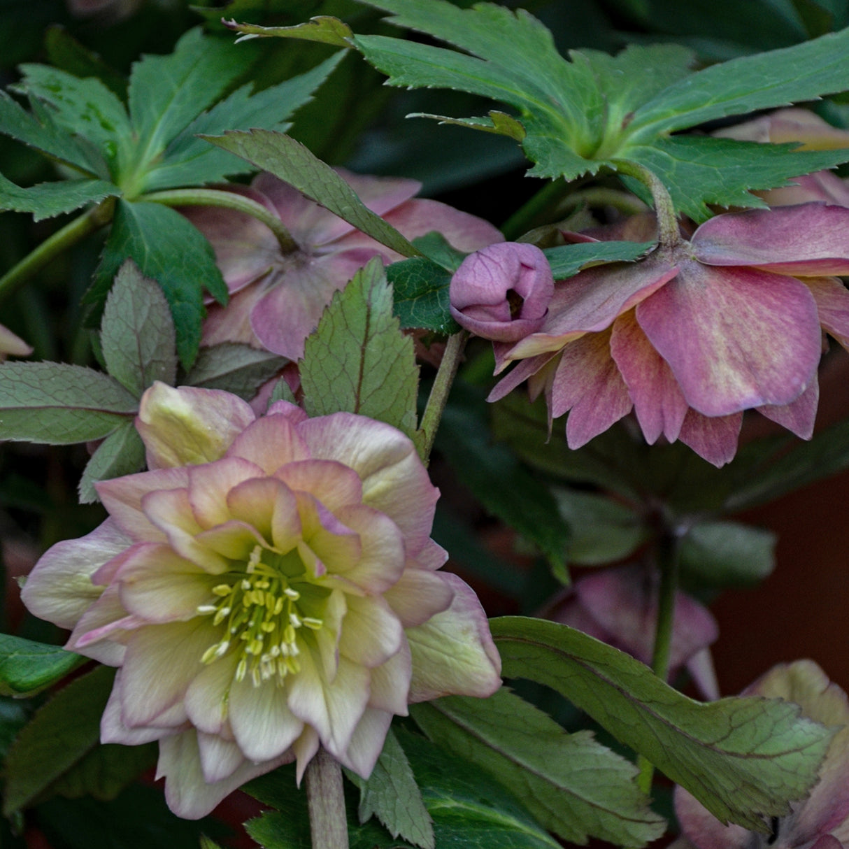 Helleborus 'Mother of the Bride'