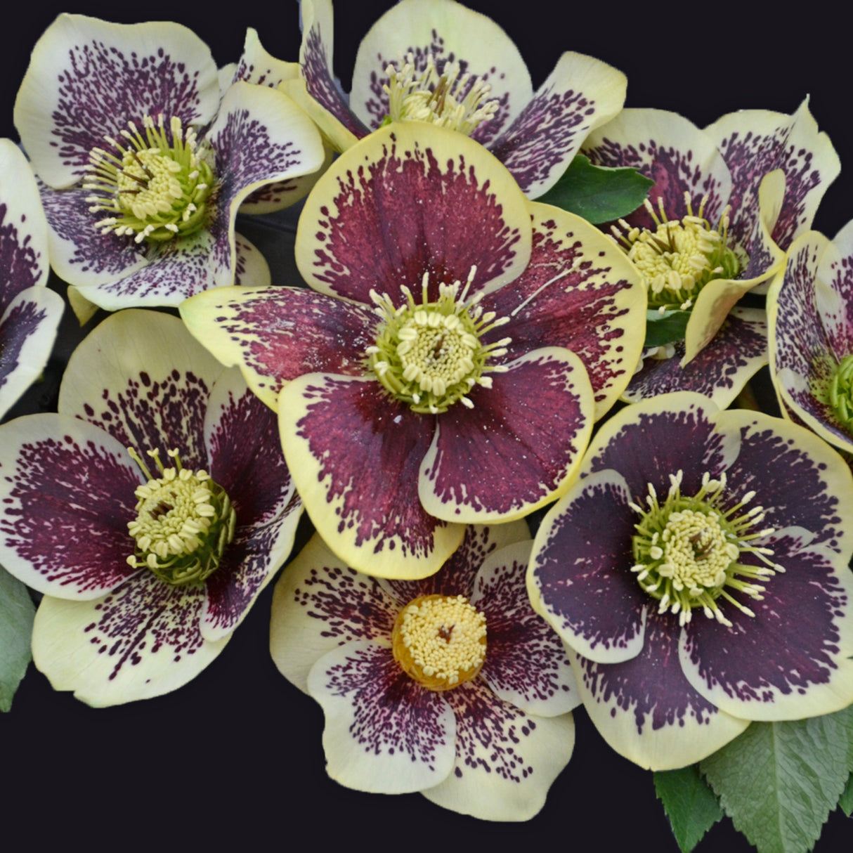 Helleborus 'Rio Carnival'