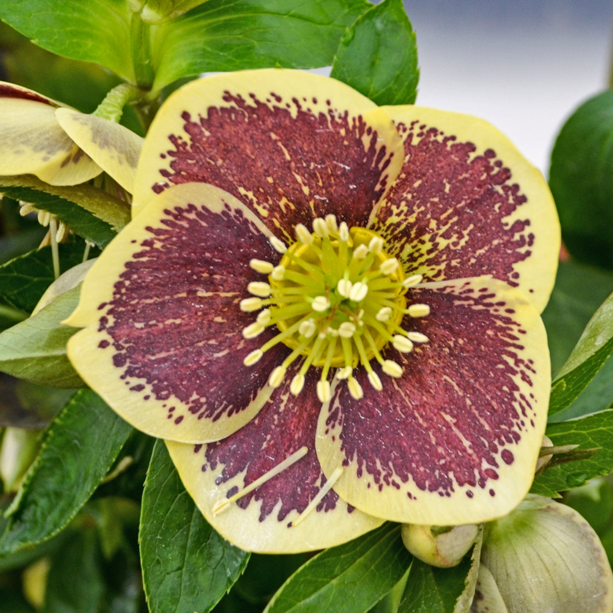 Helleborus 'Rio Carnival'