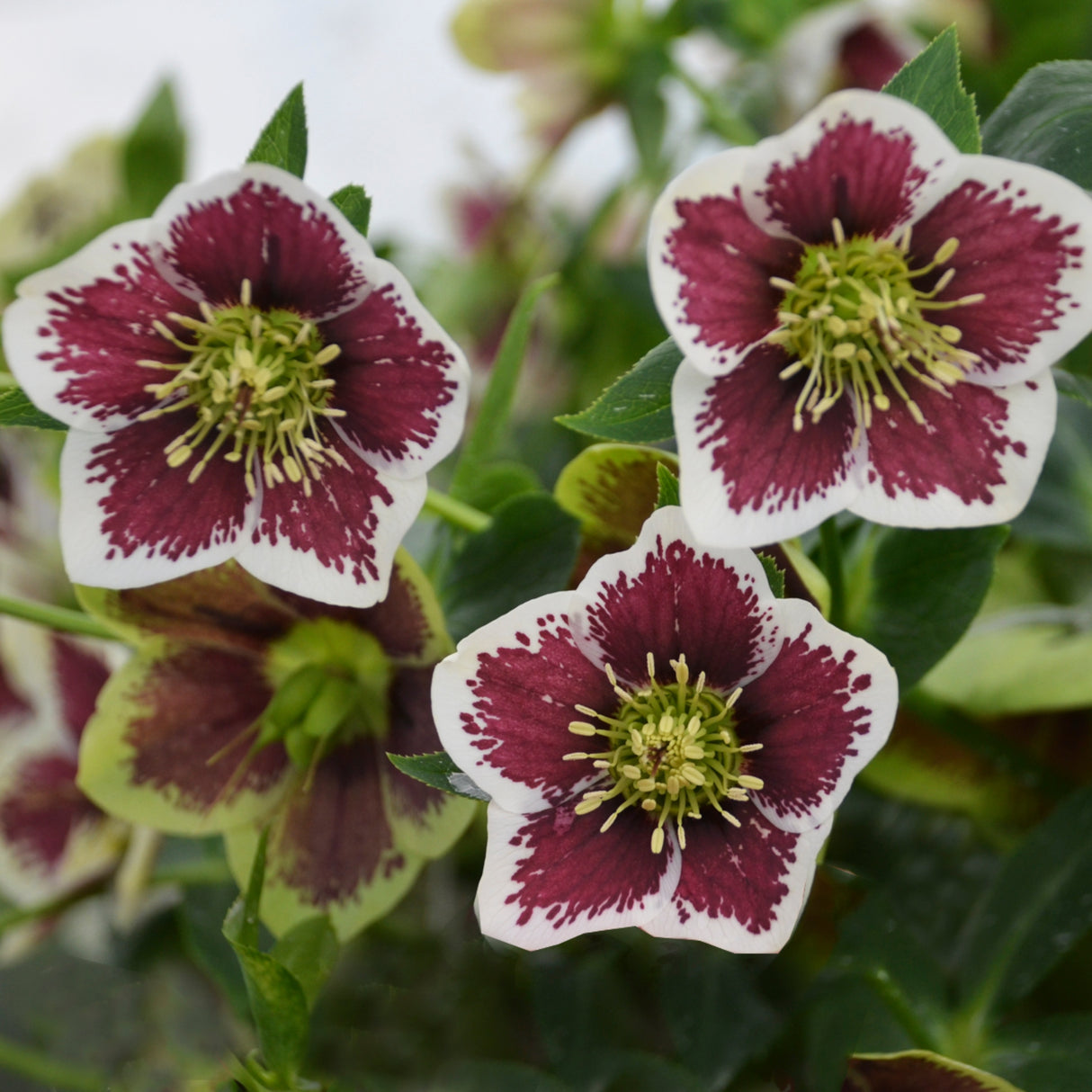 Helleborus 'Romantic Getaway'