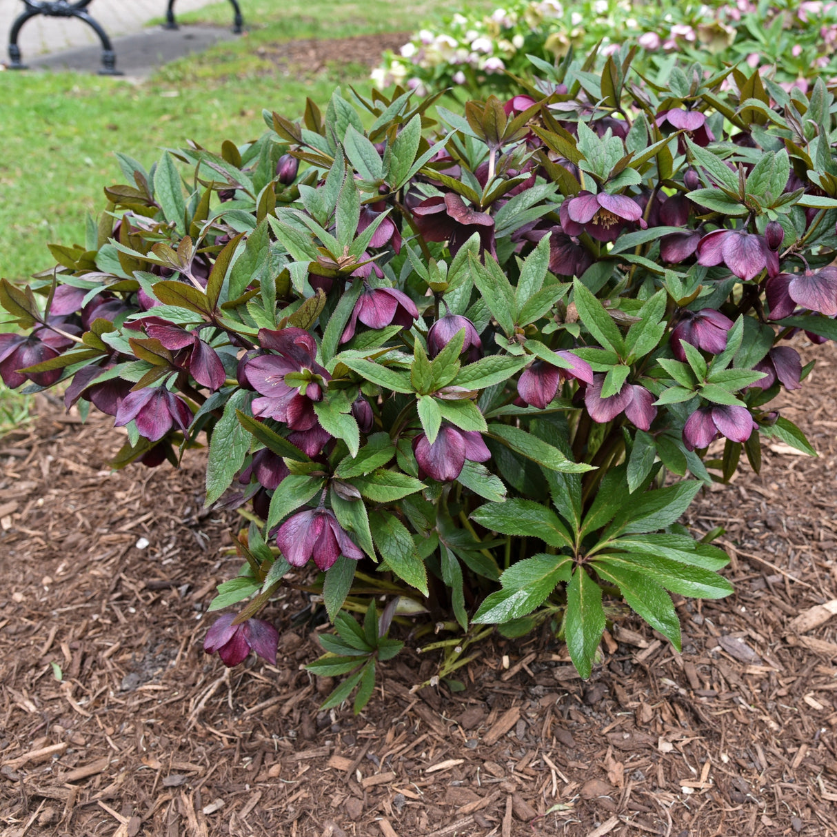 Helleborus 'Rome in Red'