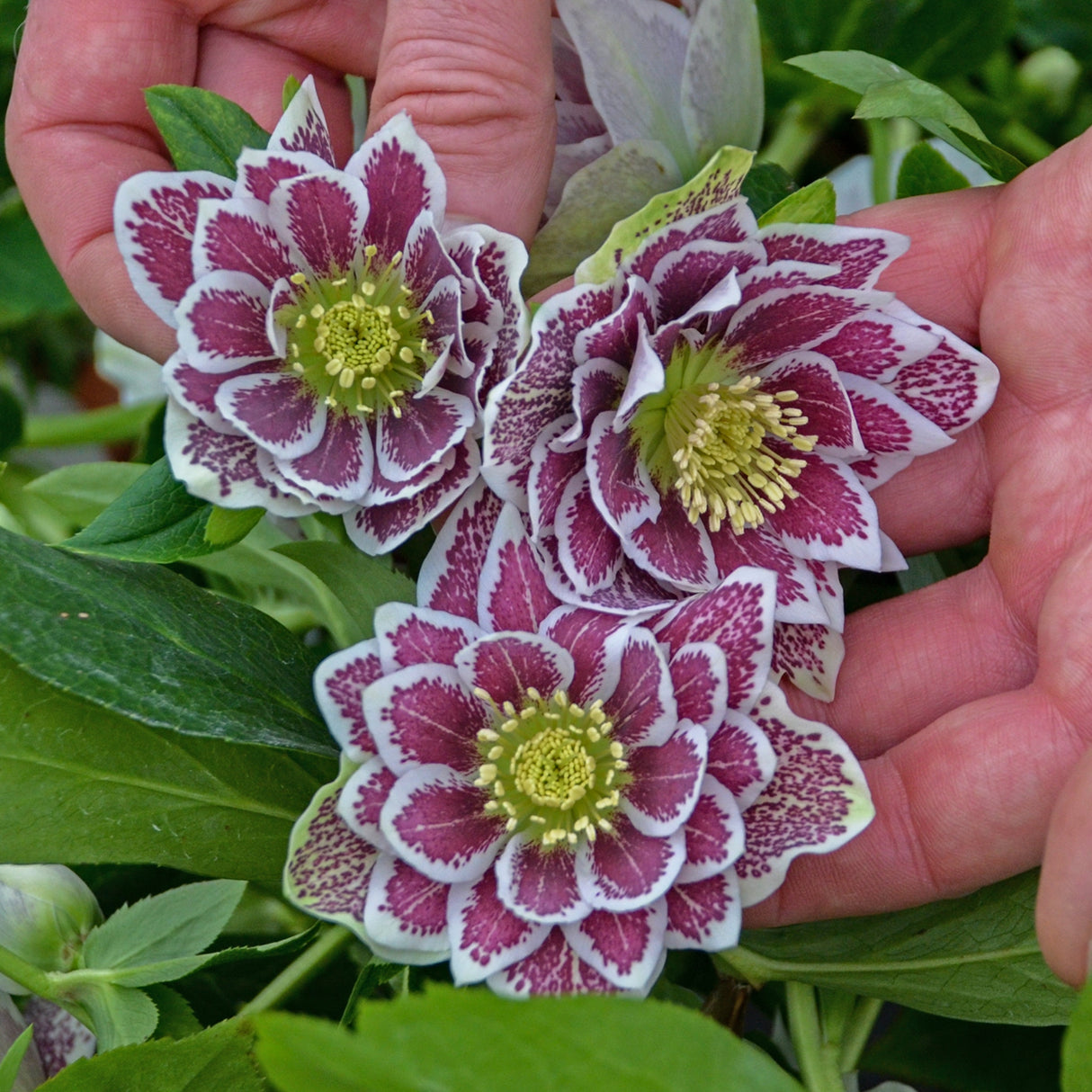Helleborus 'Shotgun Wedding'