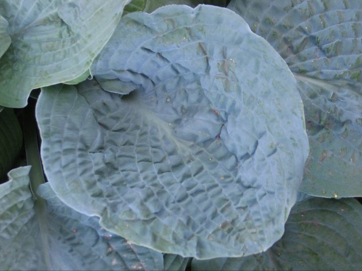 Her Eyes Were Blue Hosta