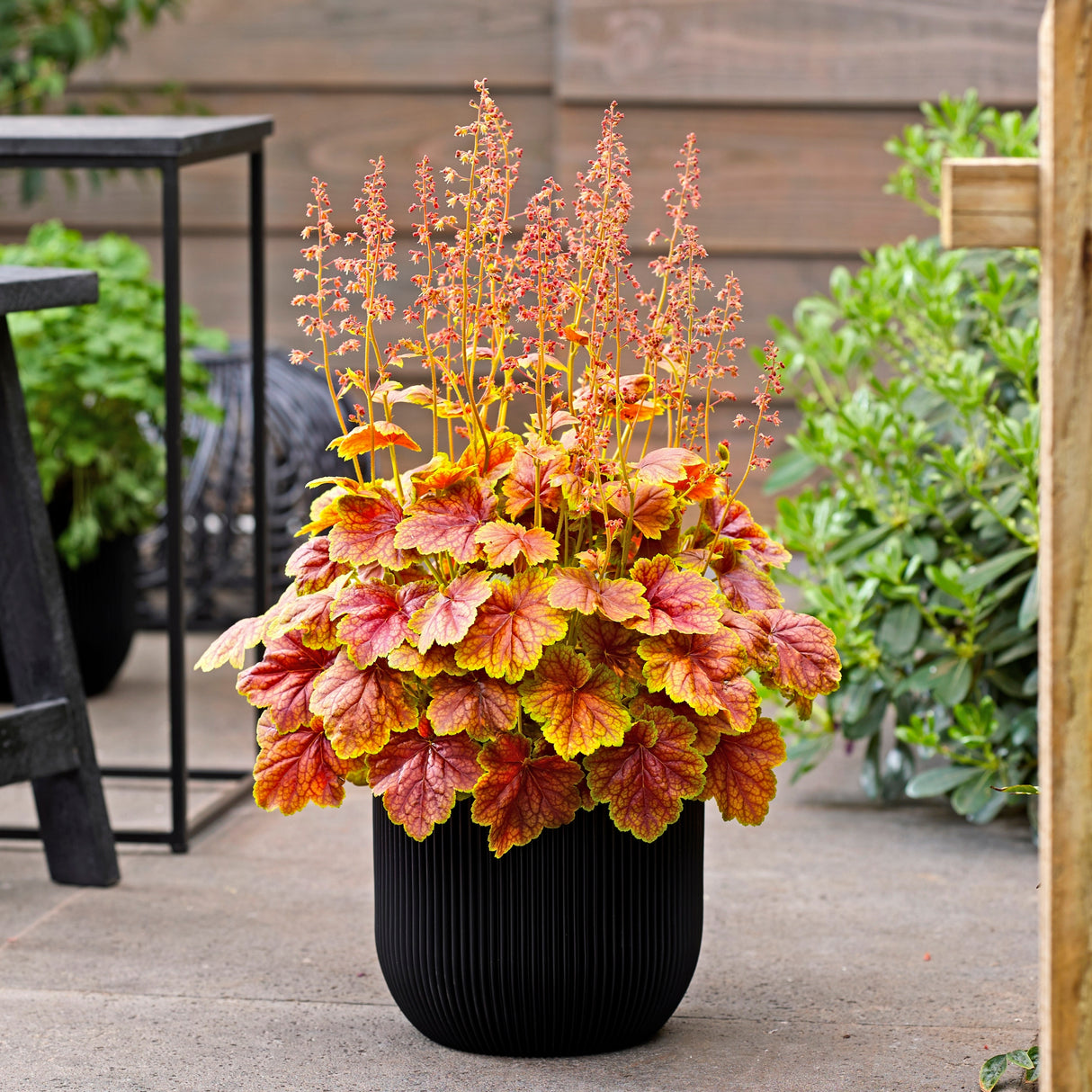 Heuchera 'Eternal Flame' PPAF