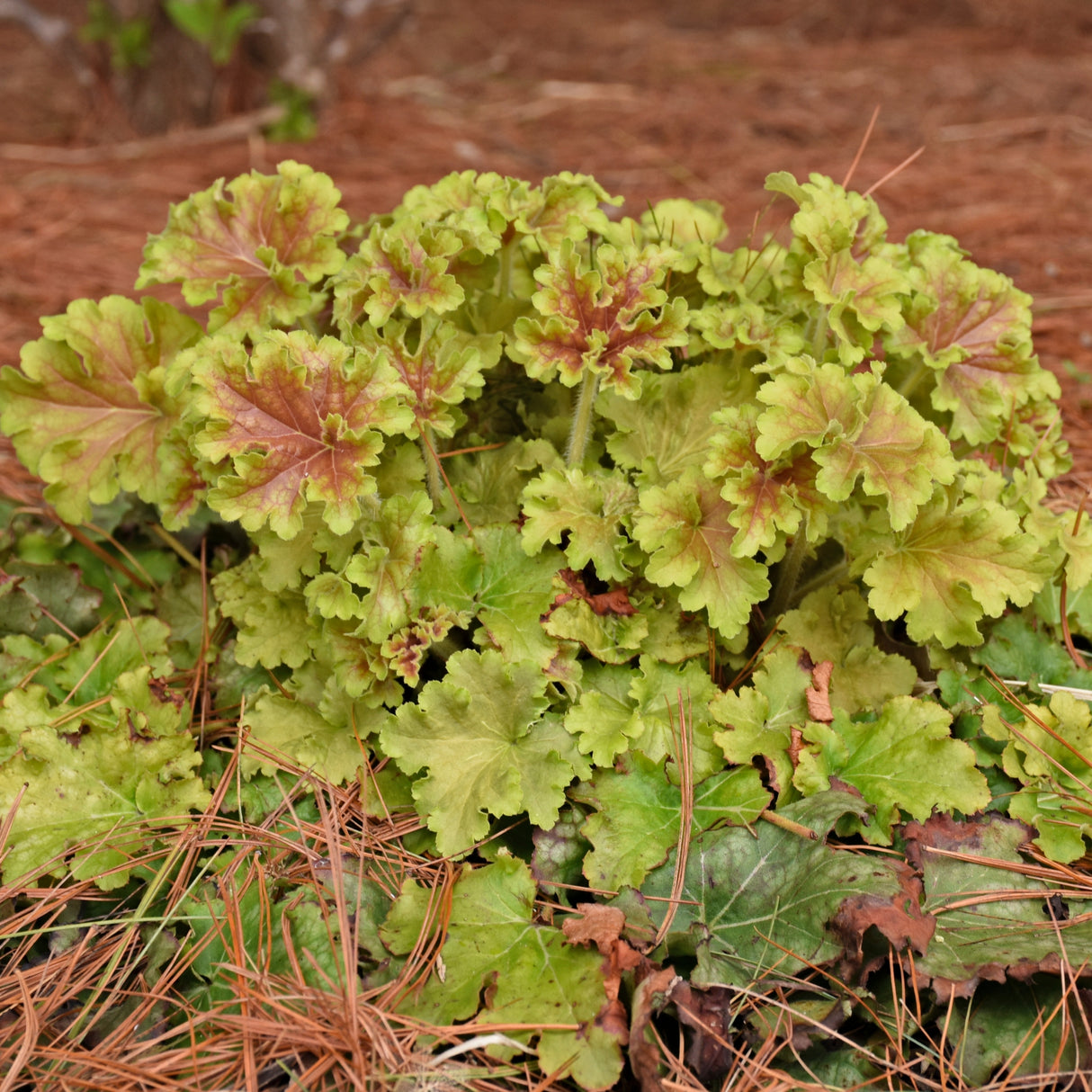 Heuchera 'Apple Twist' PP31221