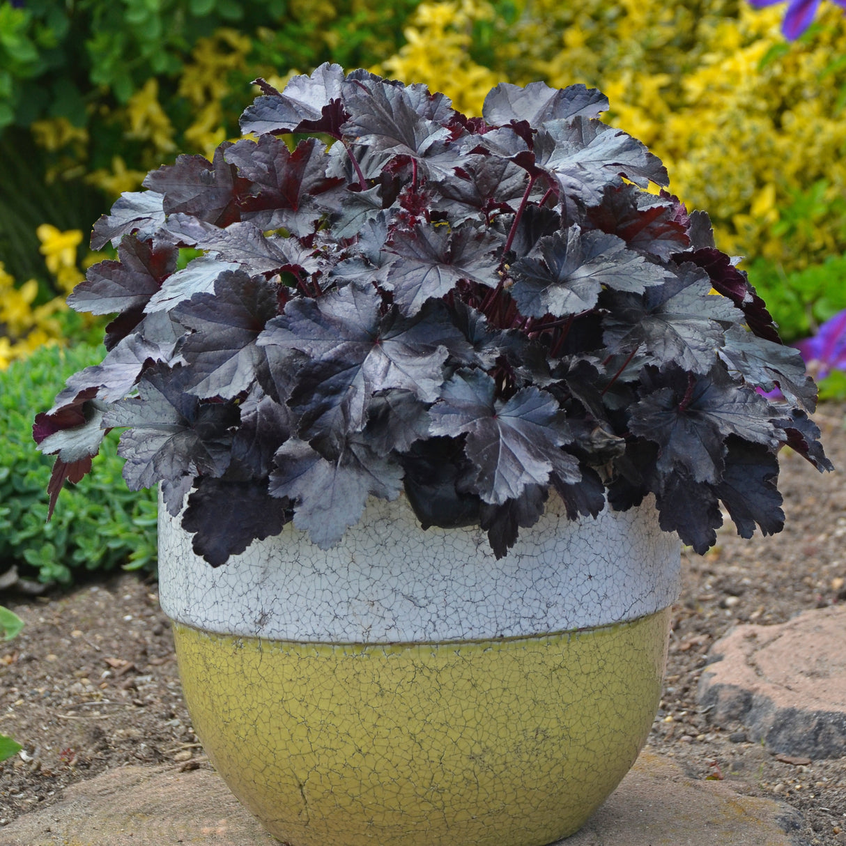 Heuchera 'Black Pearl' PP29395