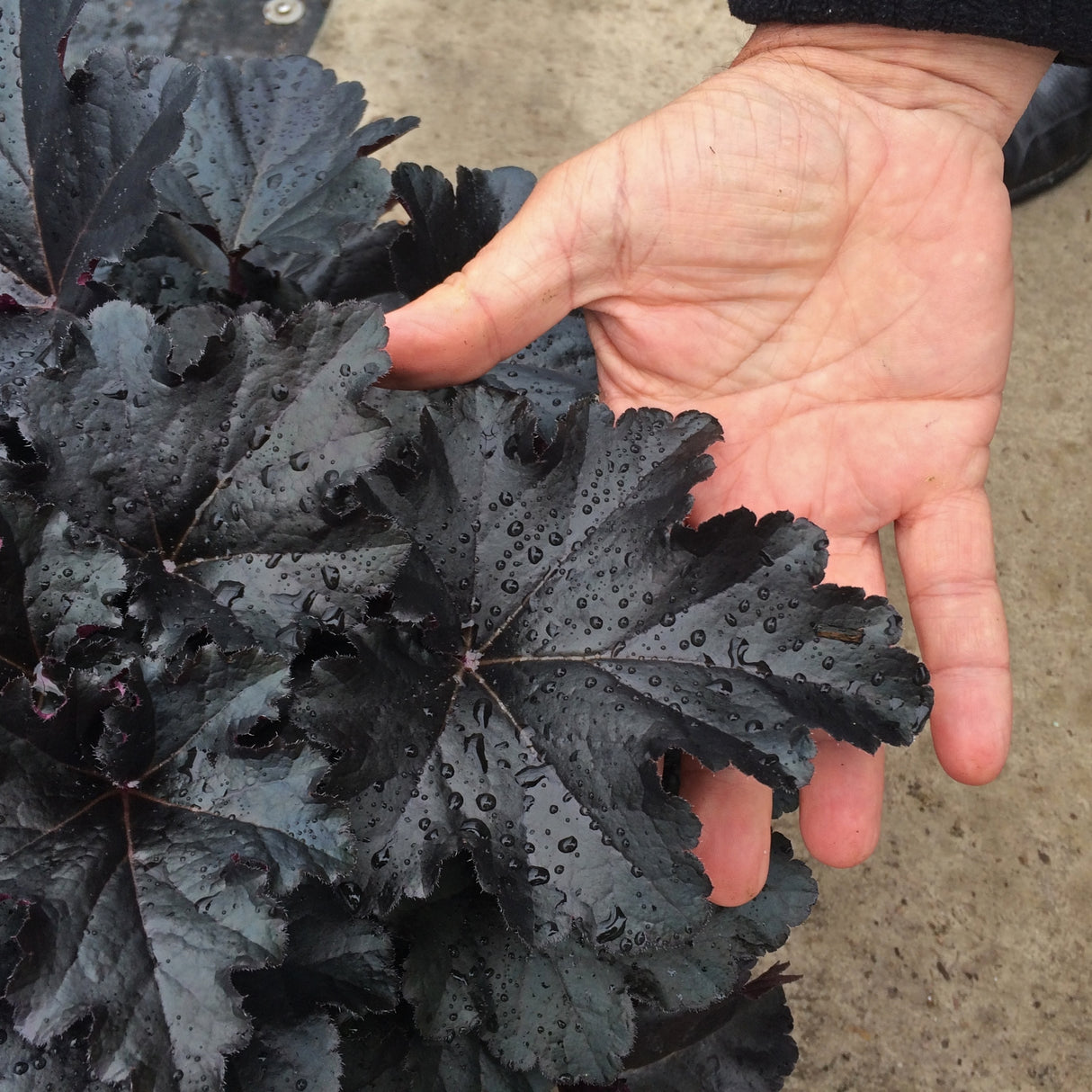 Heuchera 'Black Pearl' PP29395