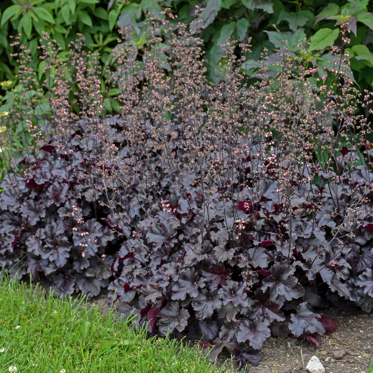 Heuchera 'Black Pearl' PP29395