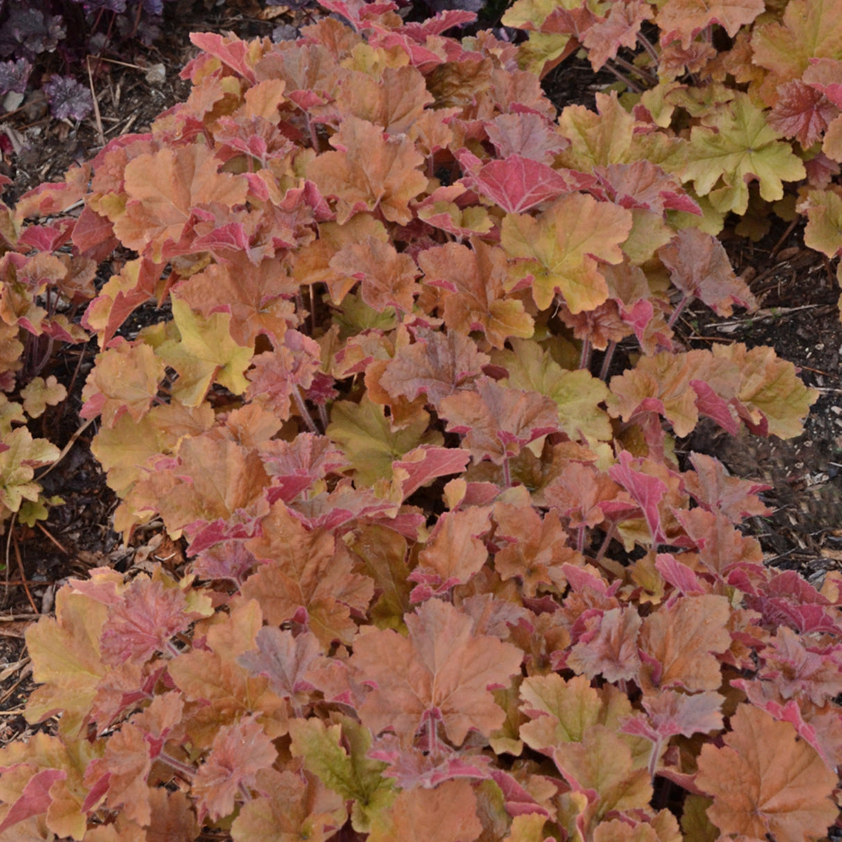 Heuchera 'Caramel' PP16560