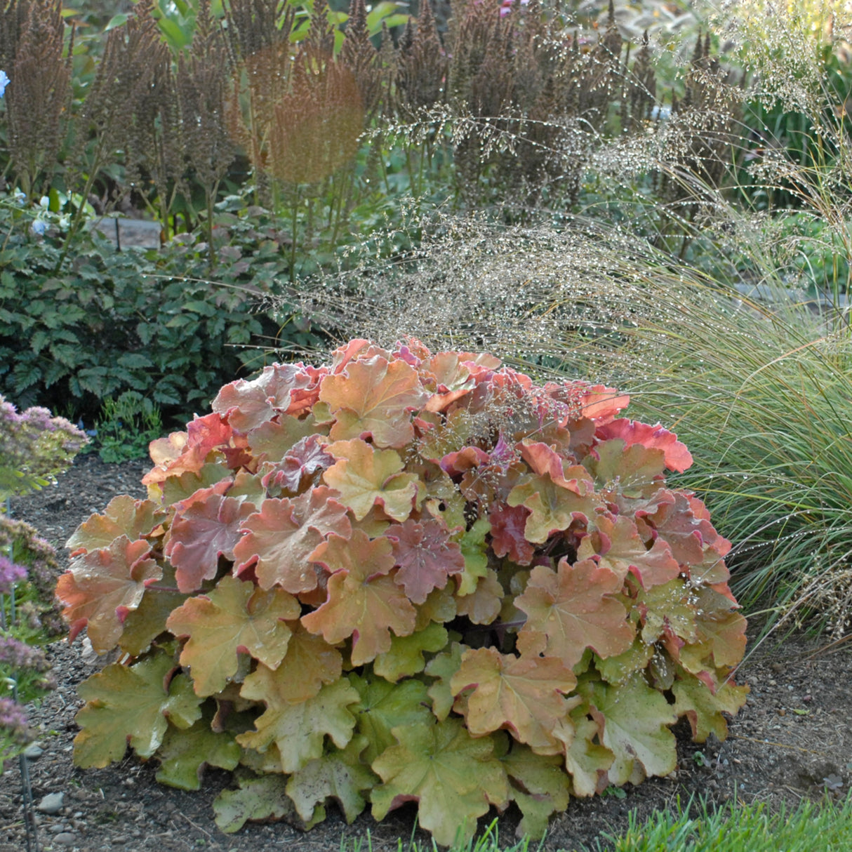 Heuchera 'Caramel' PP16560