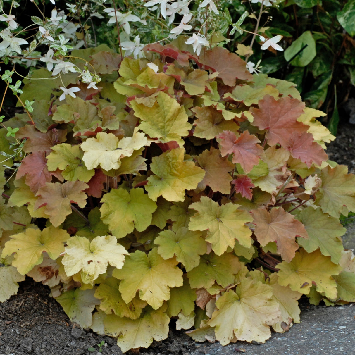 Heuchera 'Caramel' PP16560