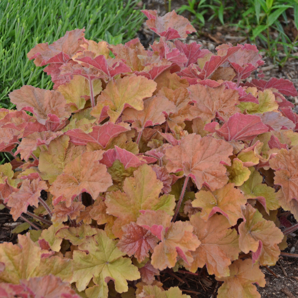Heuchera 'Caramel' PP16560