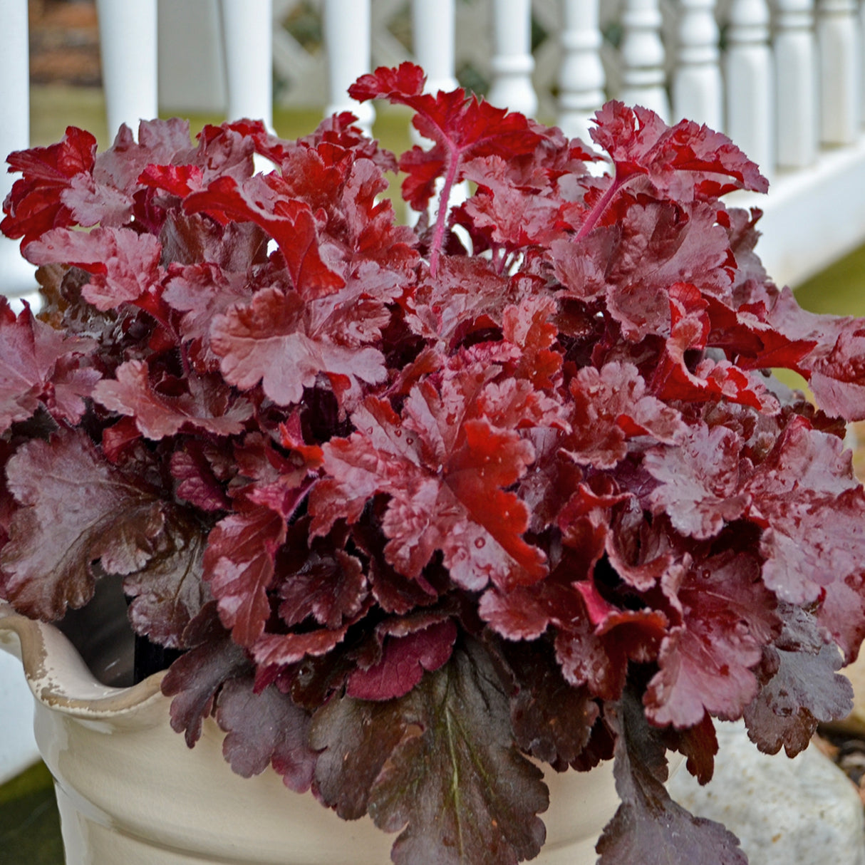 Heuchera 'Cherry Truffles' PP31396