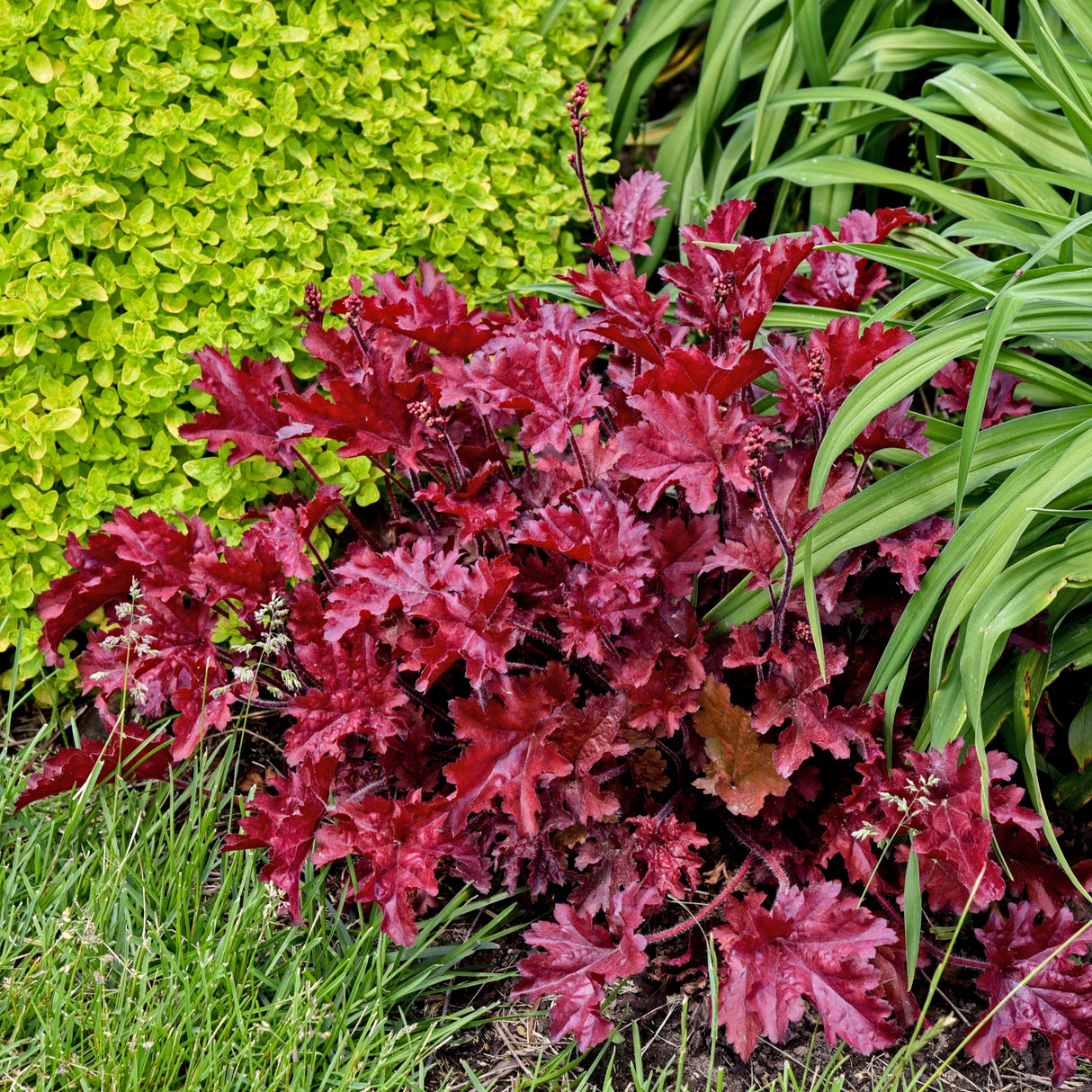 Heuchera 'Cherry Truffles' PP31396