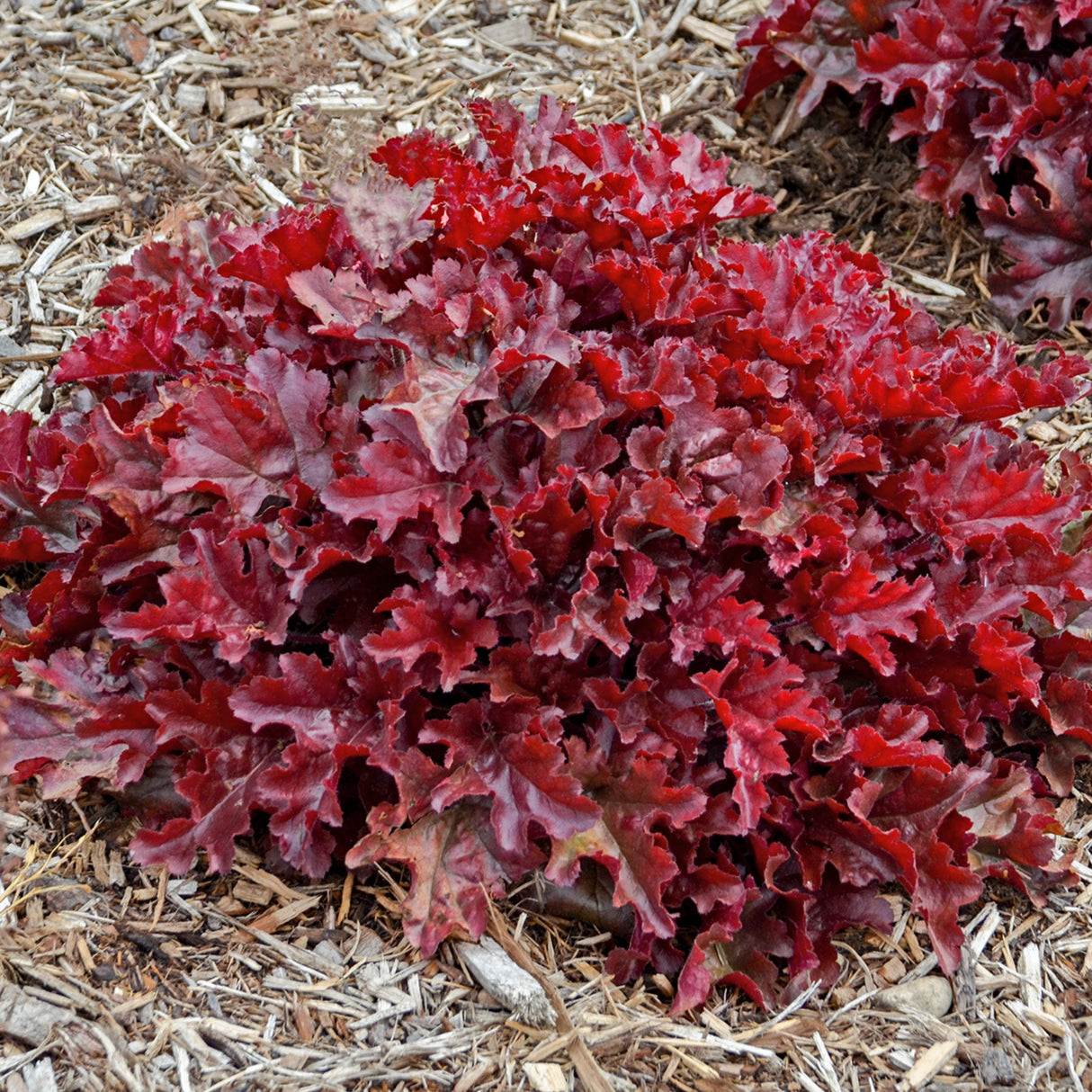 Heuchera 'Cherry Truffles' PP31396
