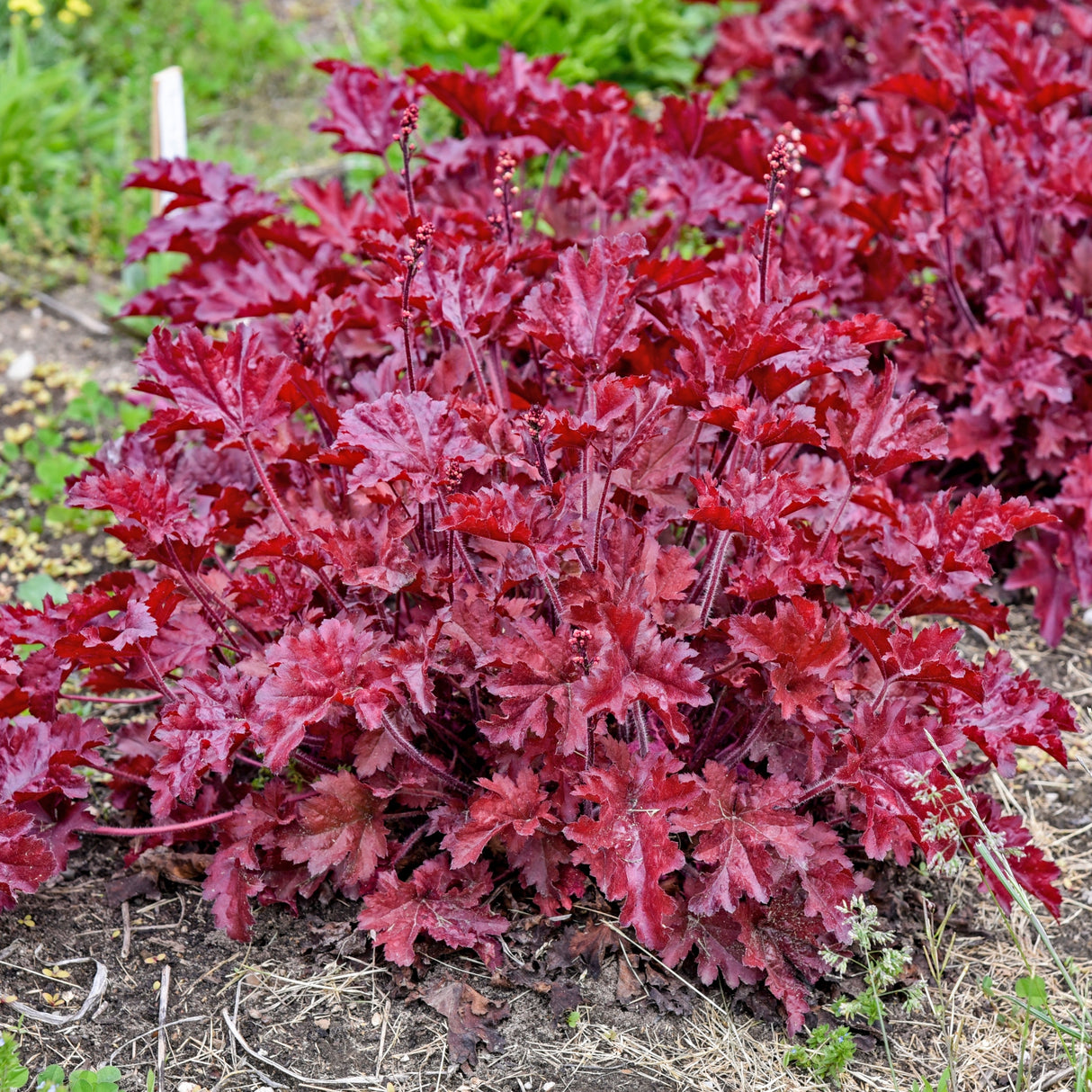 Heuchera 'Cherry Truffles' PP31396