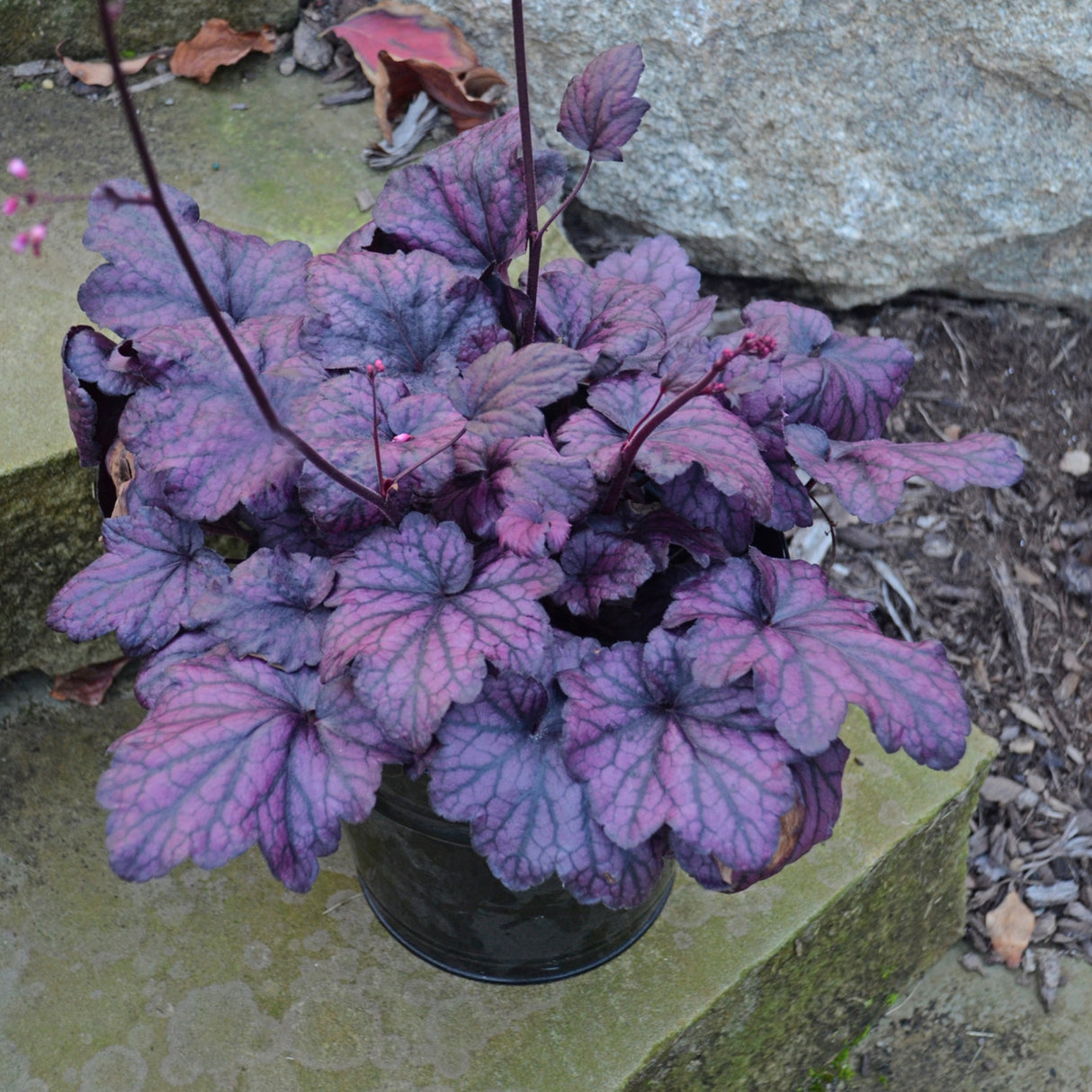 Heuchera 'Electric Plum' PP29924