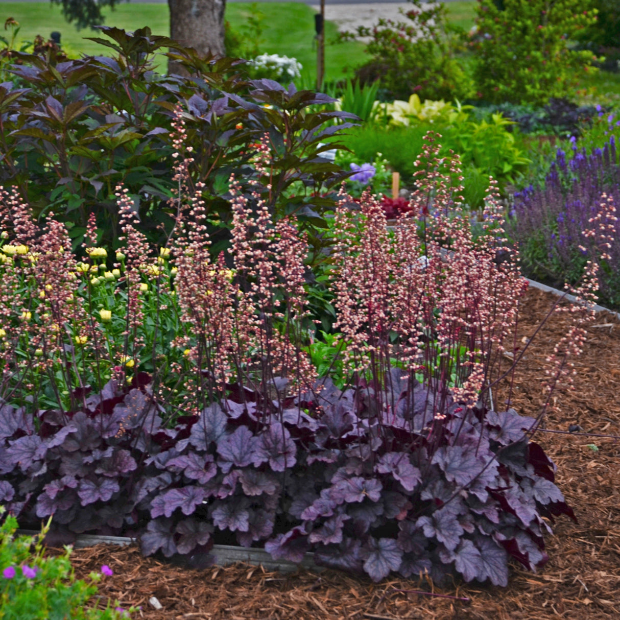 Heuchera 'Grape Expectations' PP26894