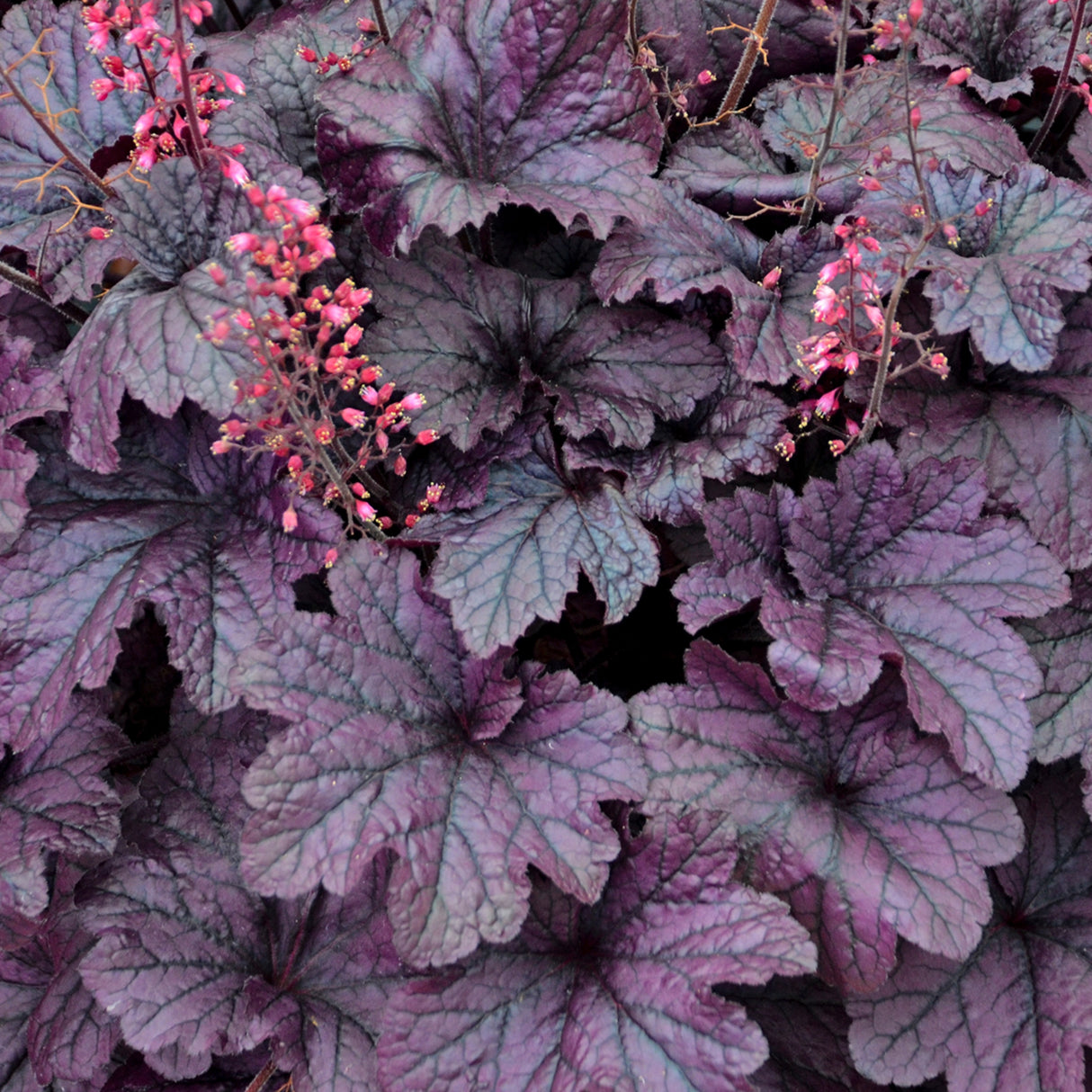 Heuchera 'Grape Timeless' PP31640