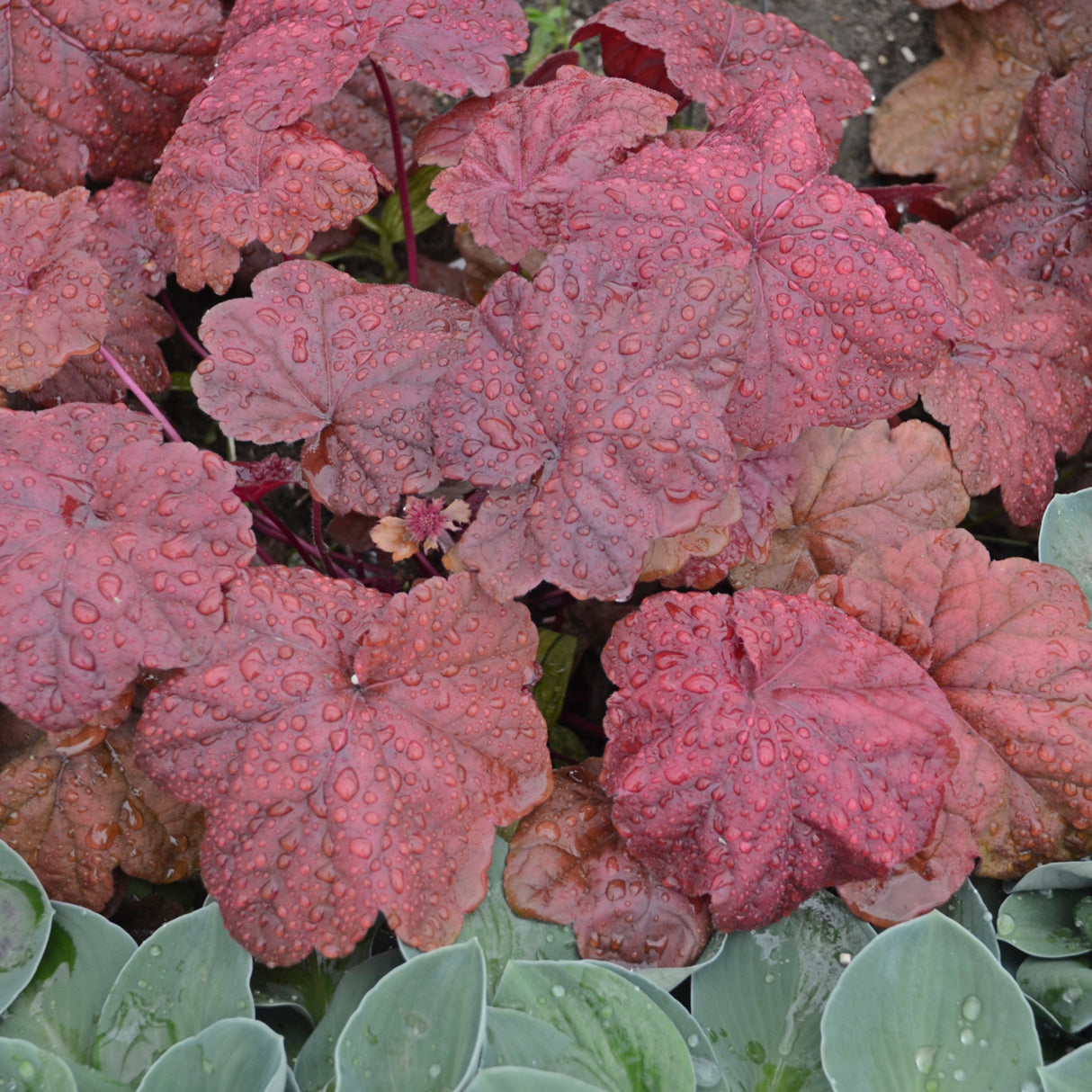 Heuchera 'Lava Lamp' PP26761