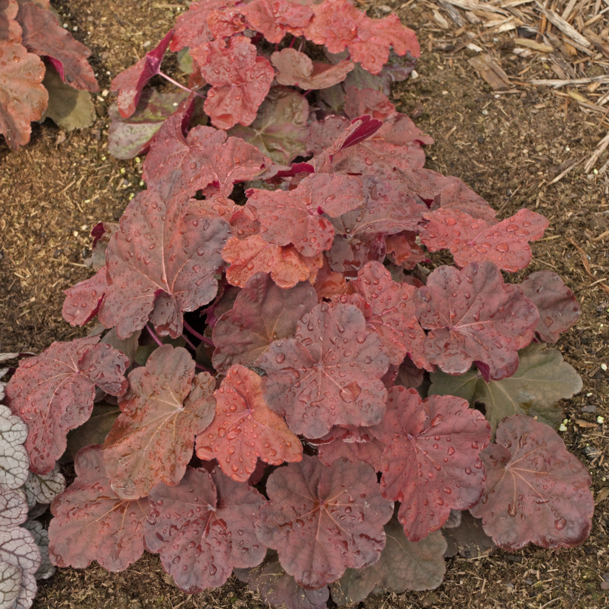 Heuchera 'Lava Lamp' PP26761