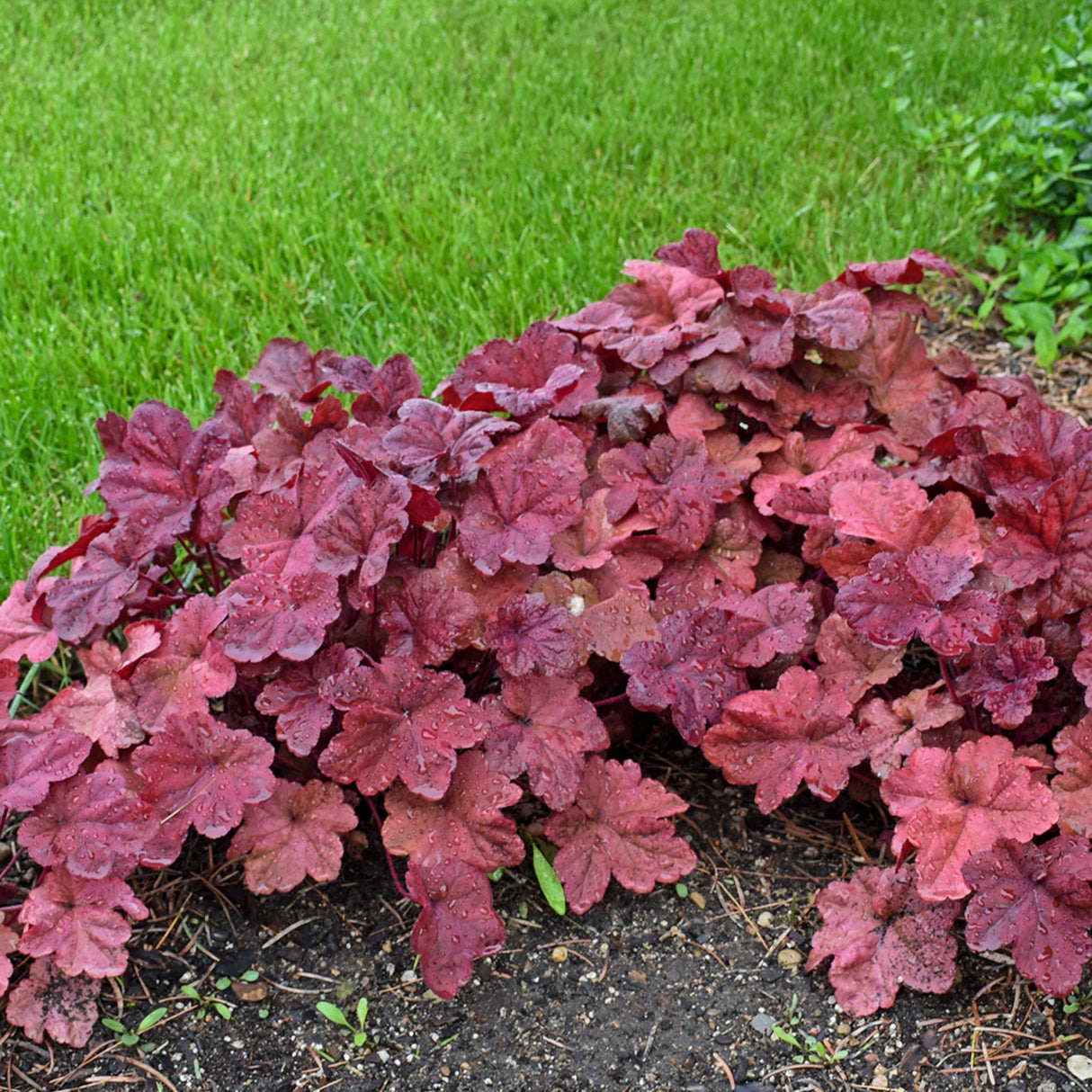 Heuchera 'Lava Lamp' PP26761