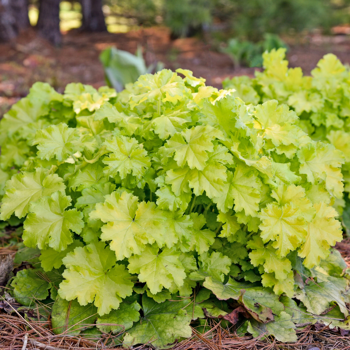 Heuchera 'Lemon Love' PP31223