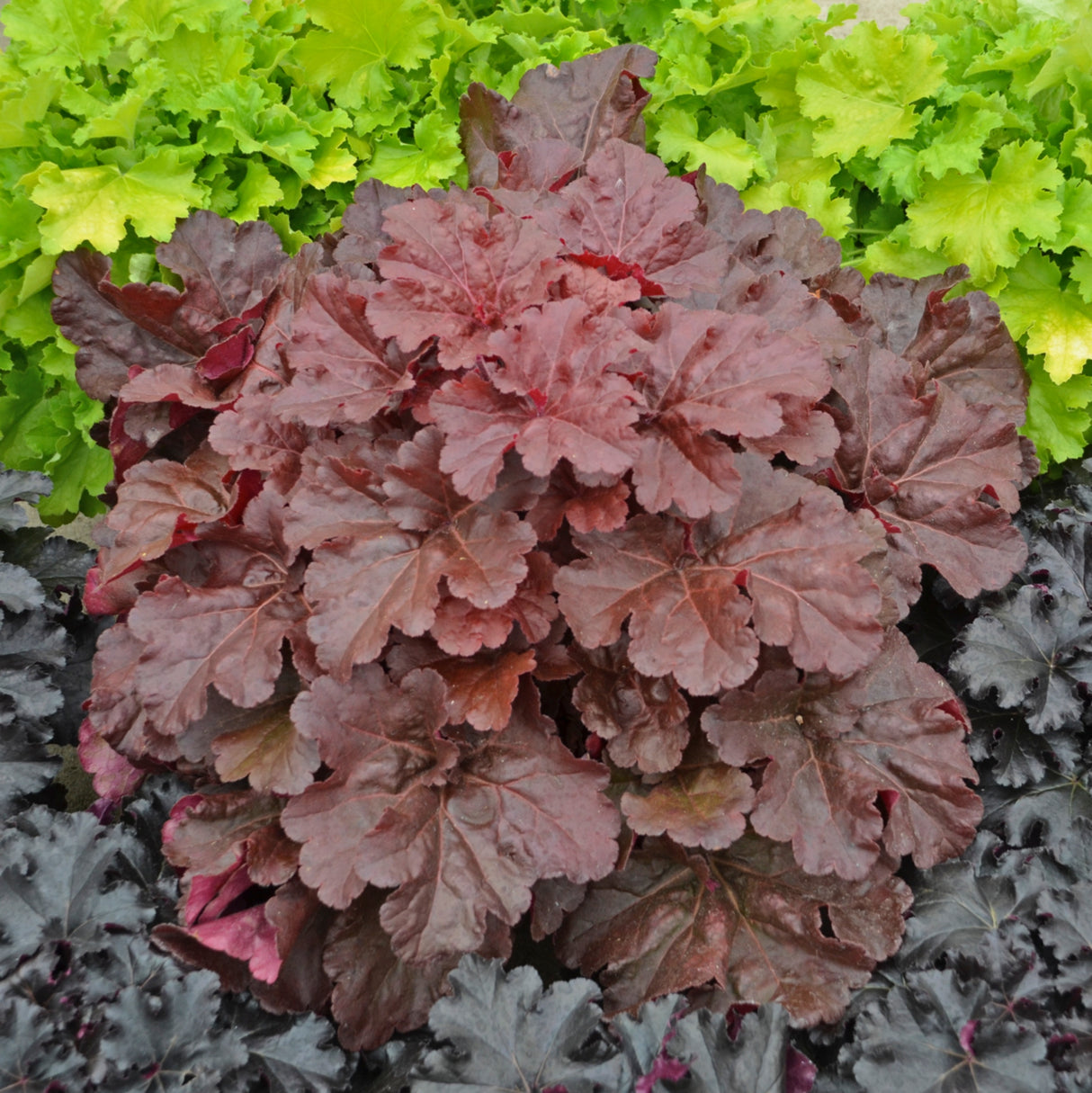 Heuchera 'Mahogany Monster' PP31395