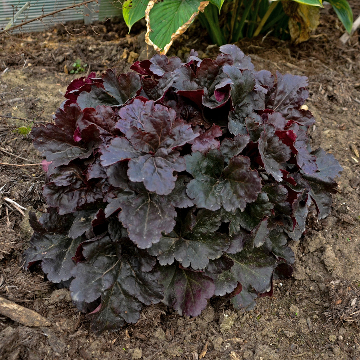 Heuchera 'Mahogany Monster' PP31395