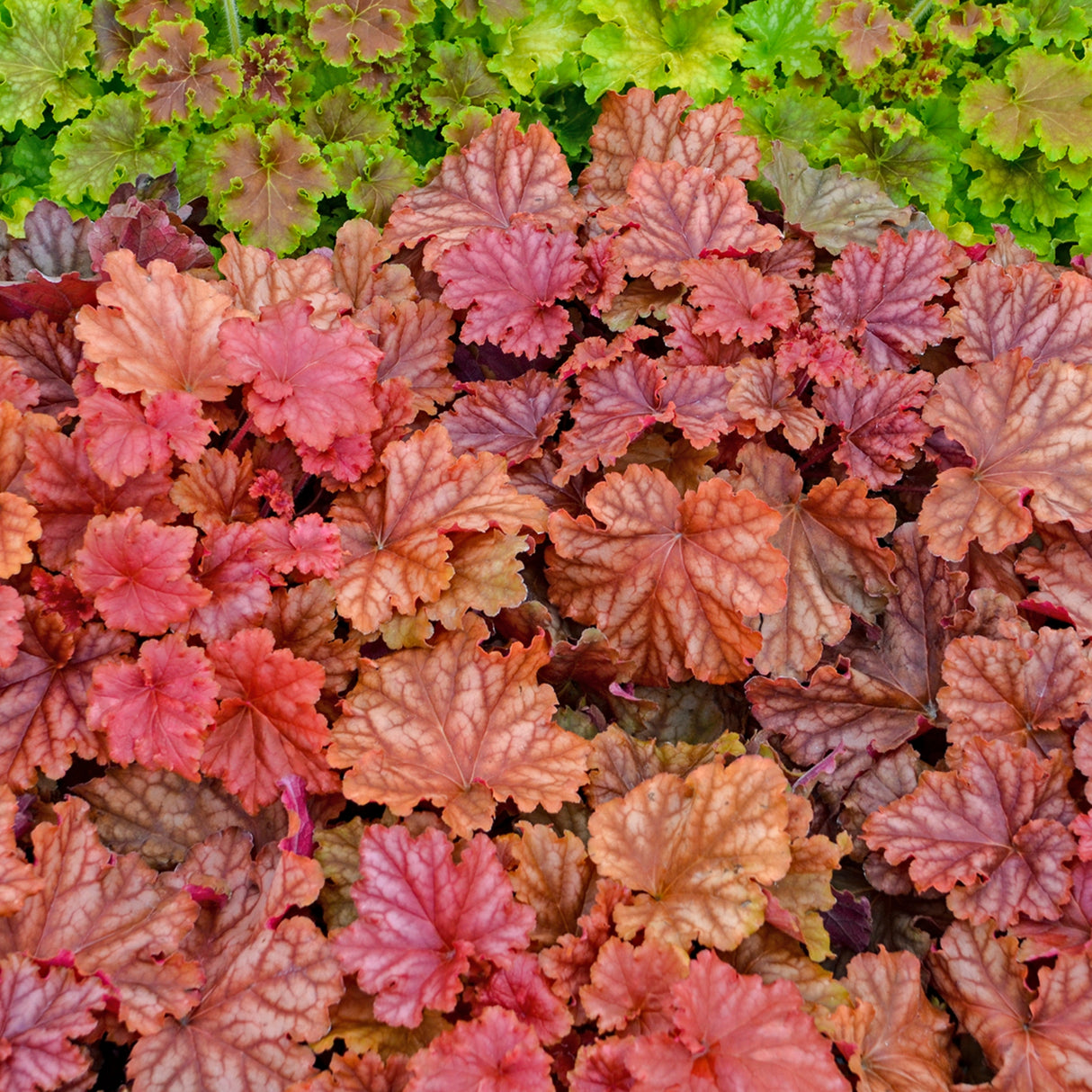 Heuchera 'Peachberry Ice' PP31433 - 65mm Elle Plug