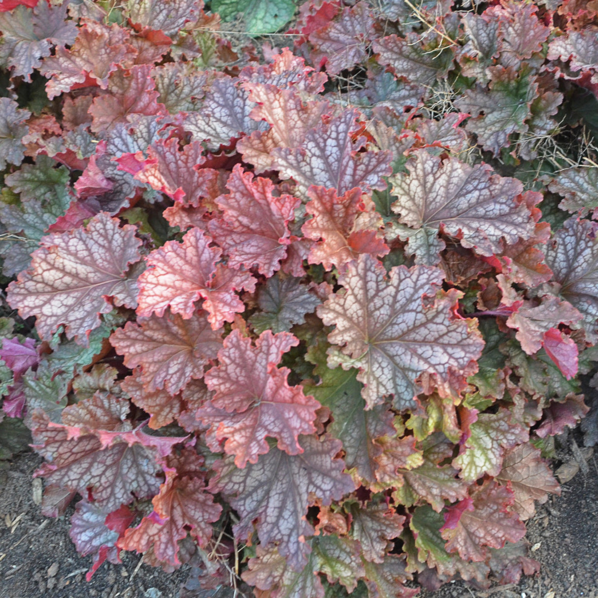 Heuchera 'Peachberry Ice' PP31433 - 65mm Elle Plug