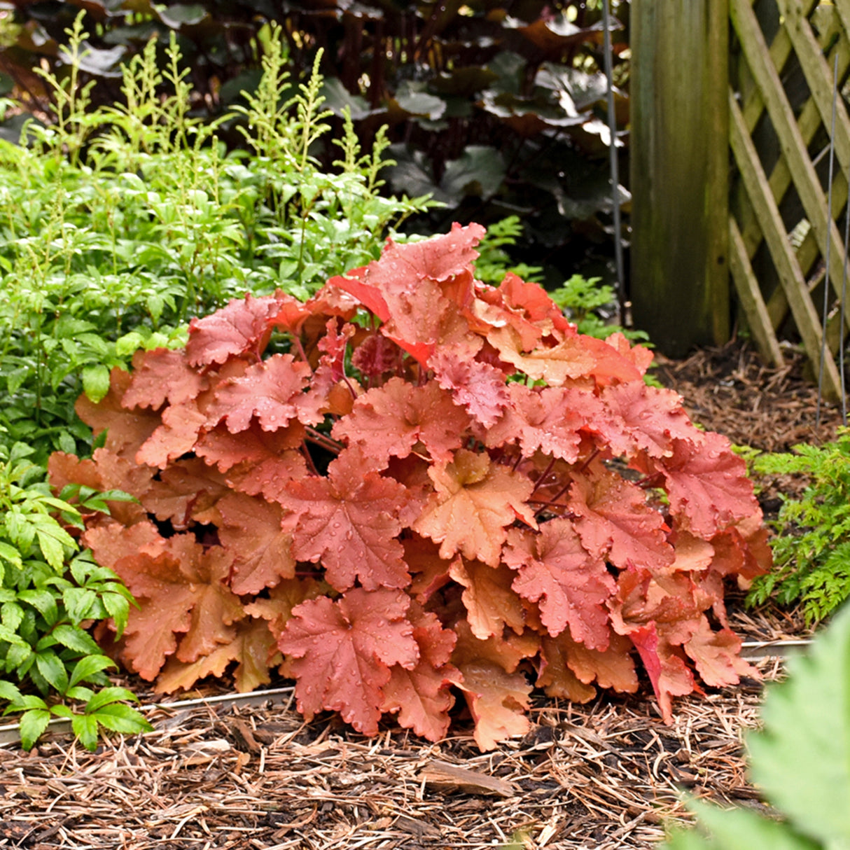 Heuchera 'Peachberry Ice' PP31433 - 65mm Elle Plug