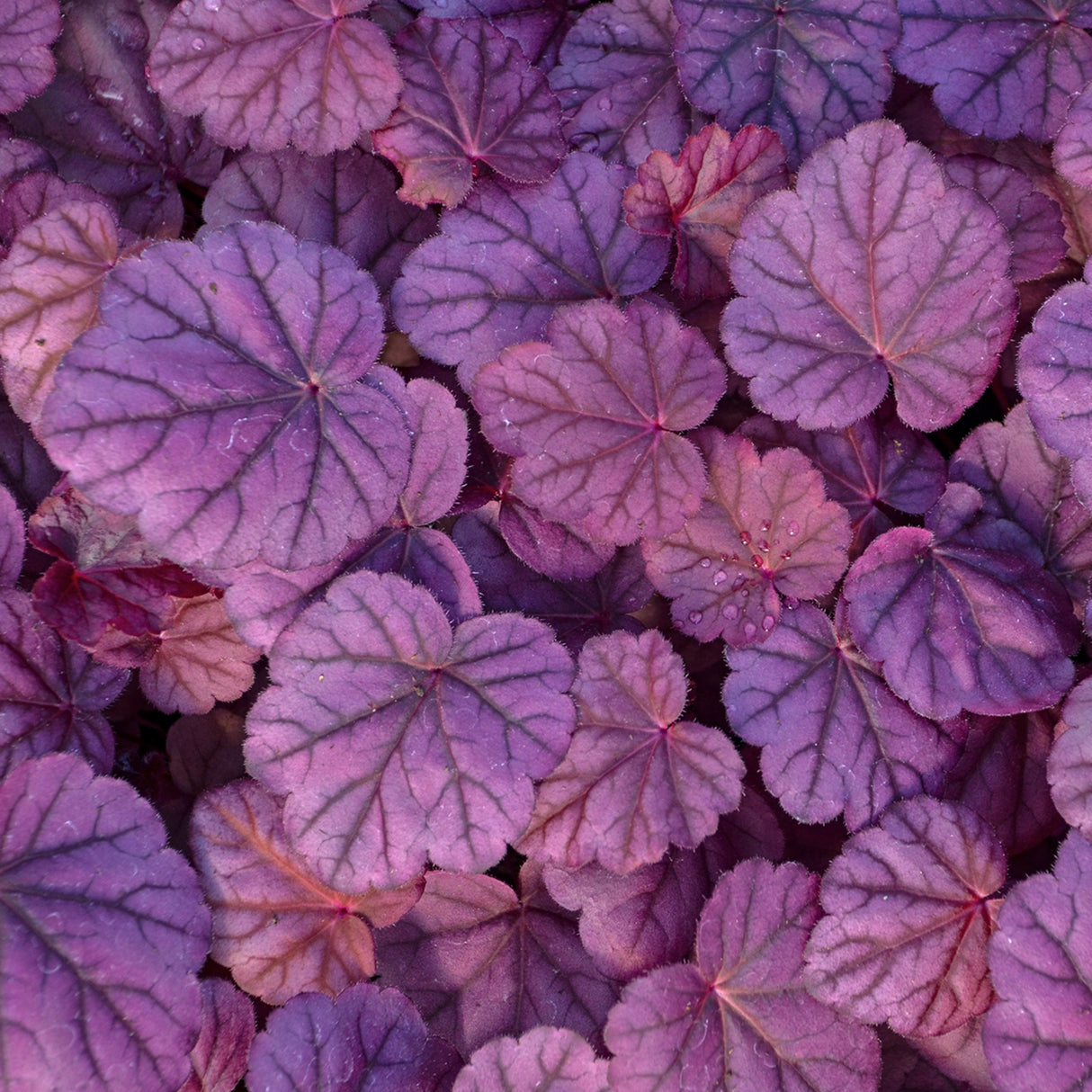 Heuchera 'Pink Panther' PP31224