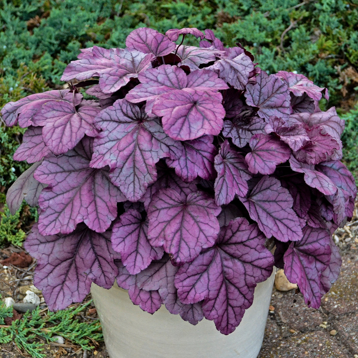 Heuchera 'Pink Panther' PP31224