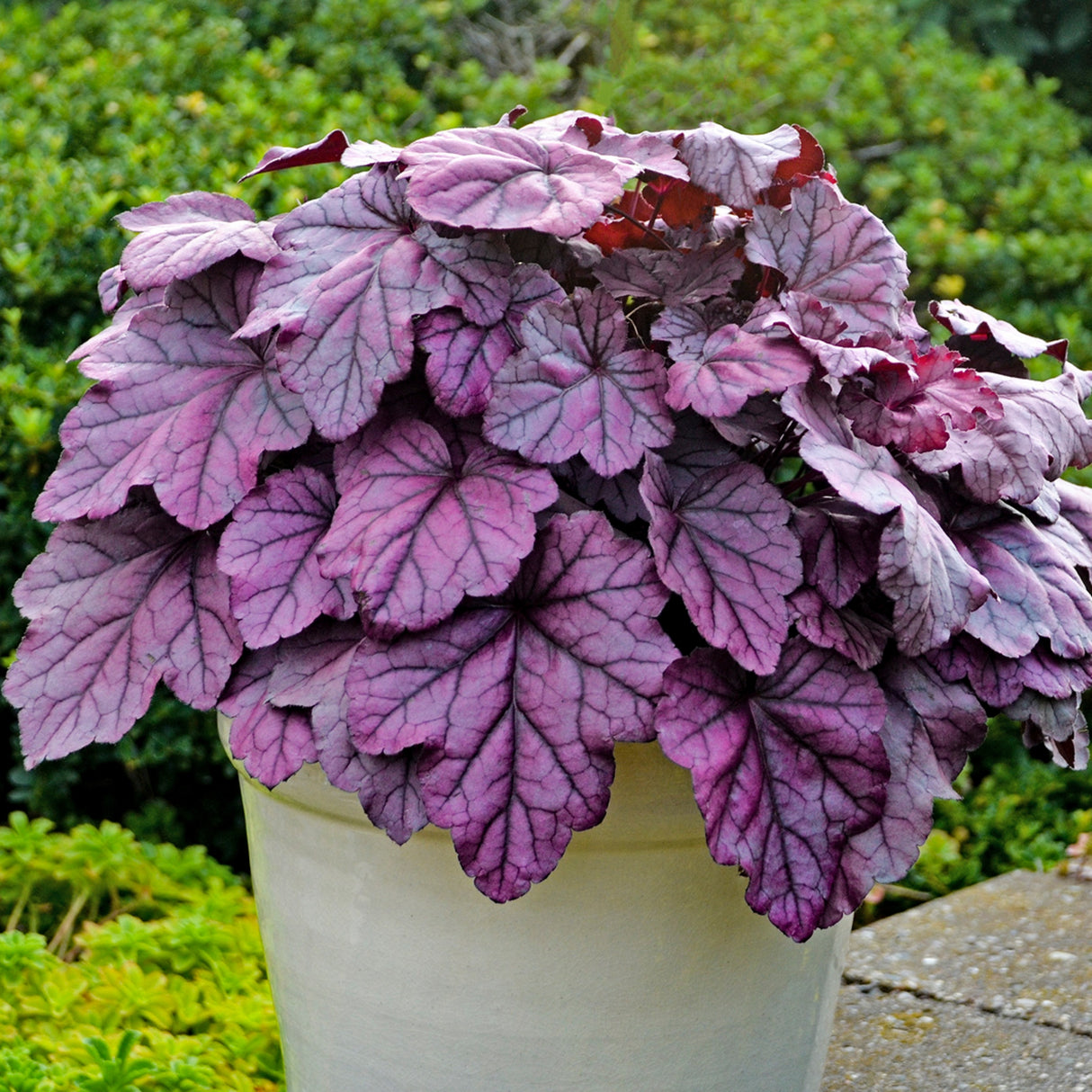 Heuchera 'Pink Panther' PP31224