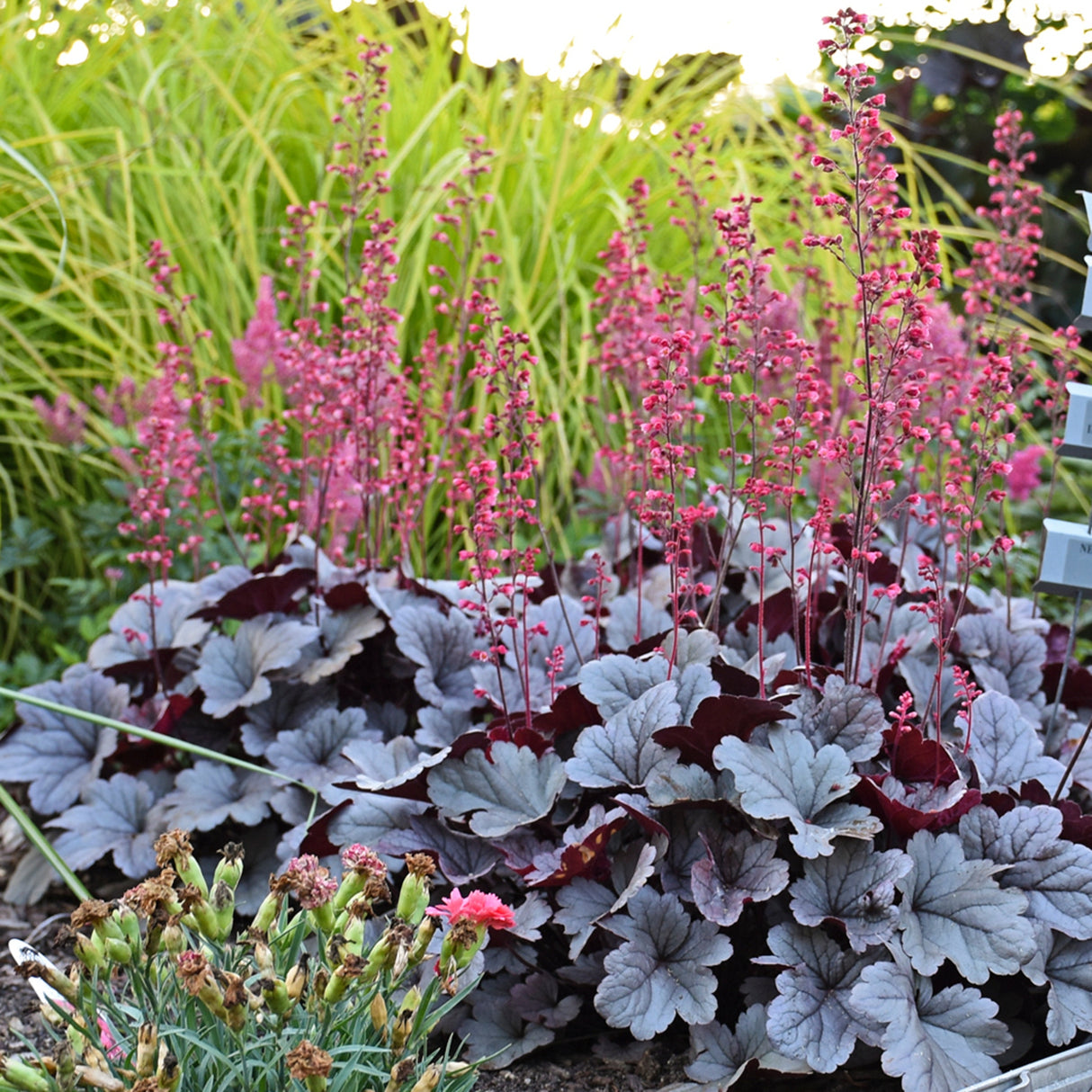 Heuchera 'Silver Gumdrop' PP29207