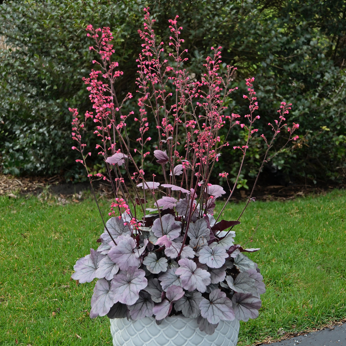 Heuchera 'Silver Gumdrop' PP29207