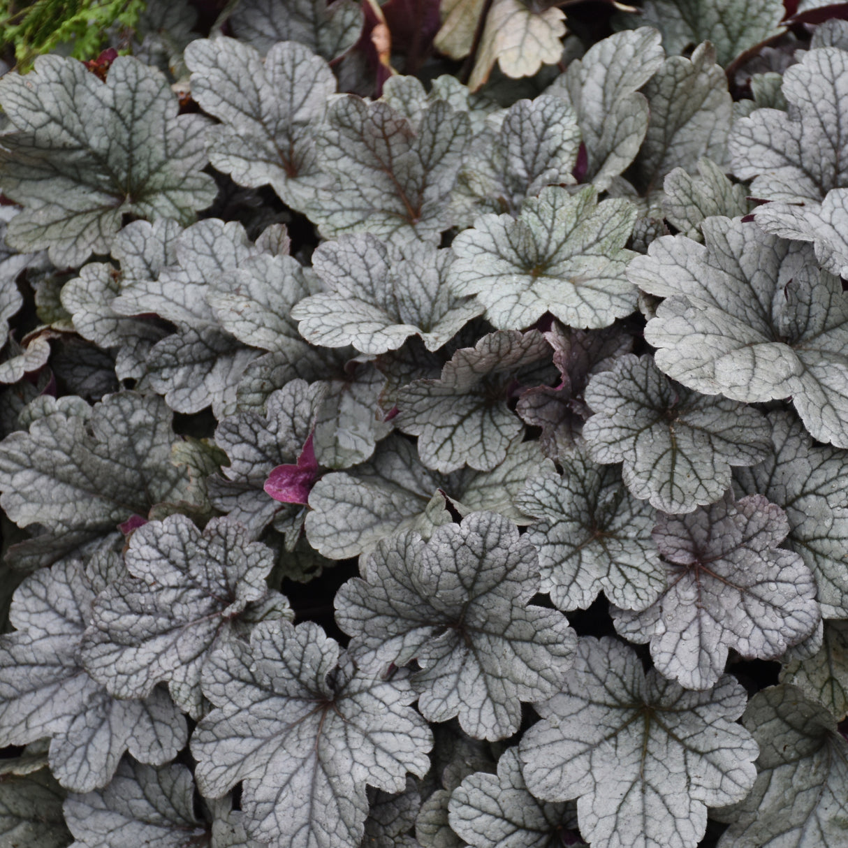 Heuchera 'Smoke and Mirrors' PP31785